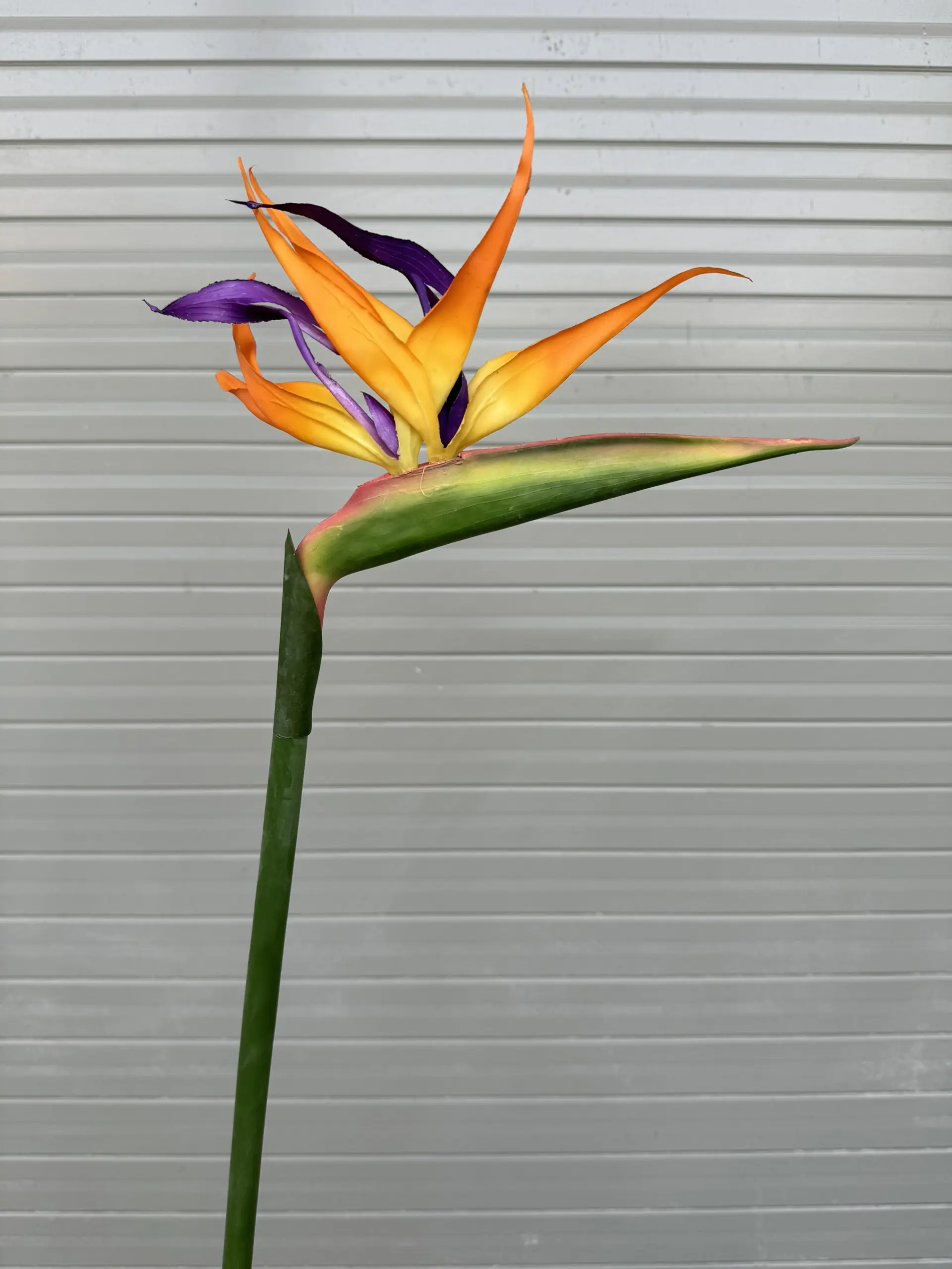 Điểm Thiên Điểu Size To