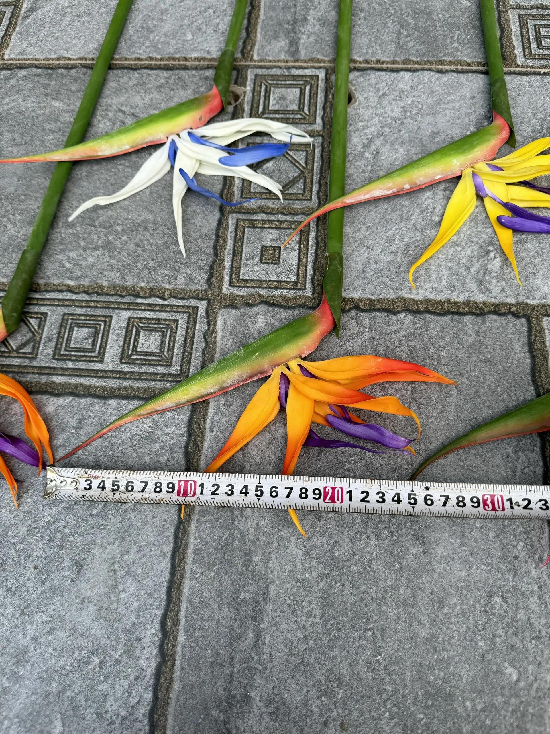 Điểm Thiên Điểu Size To - Ảnh 7