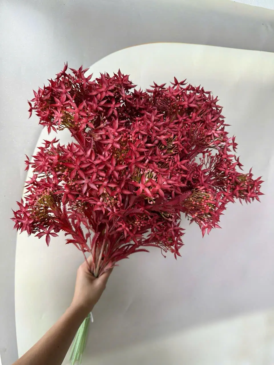 Điểm Thiên Nga Siêu Xinh - Ảnh 6