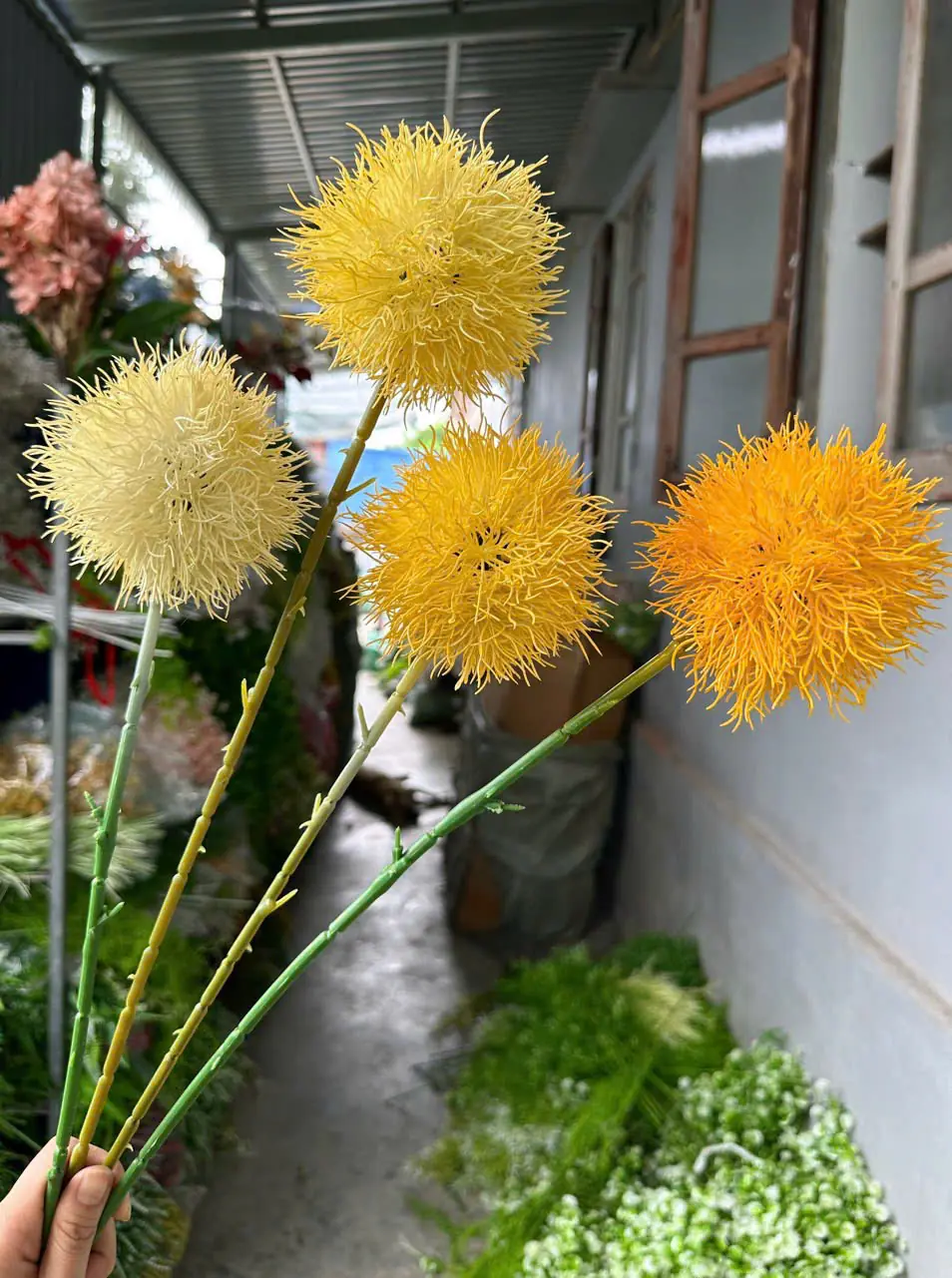 Điểm Tú Cầu Gai - Ảnh 2