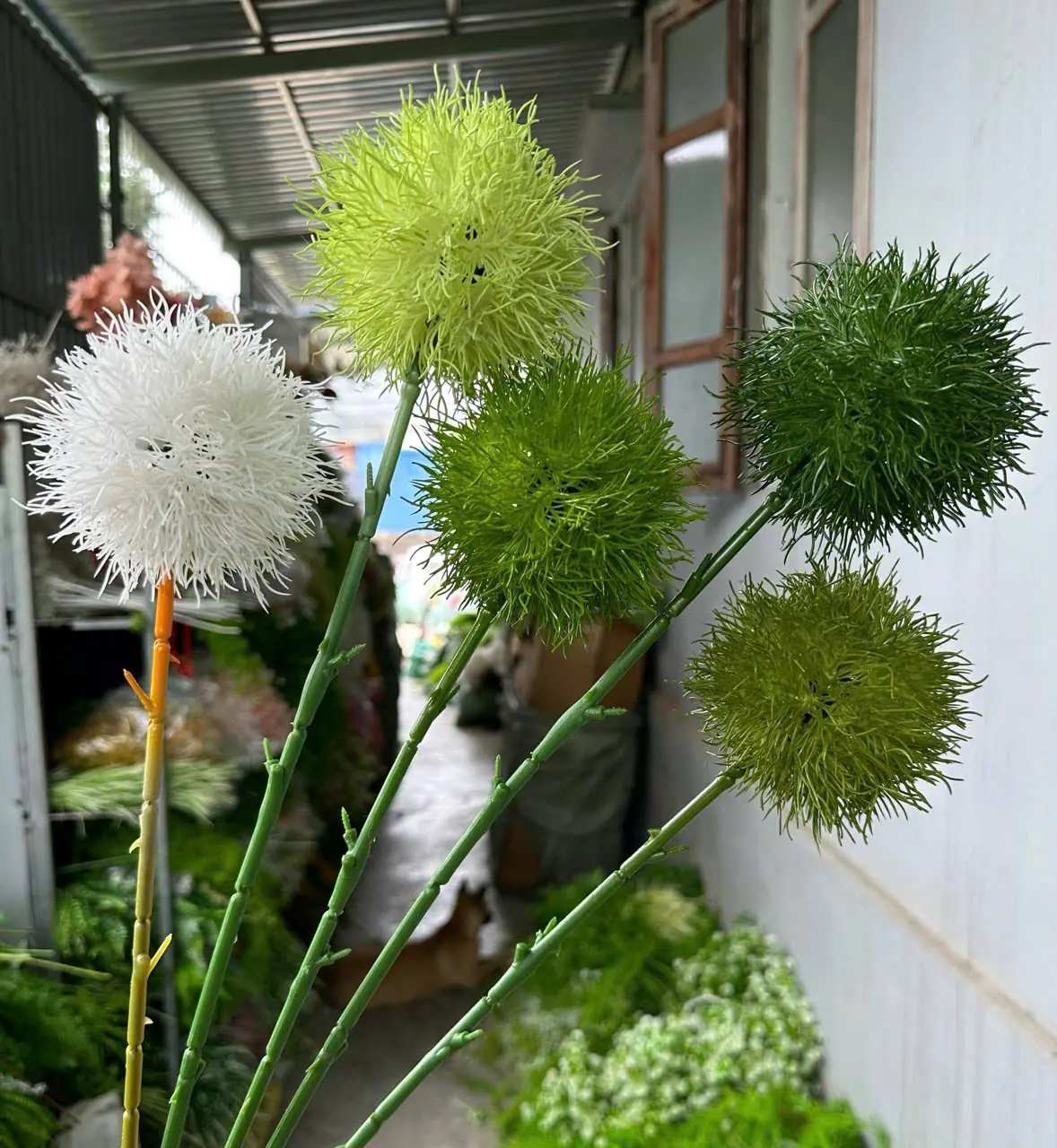 Điểm Tú Cầu Gai - Ảnh 6