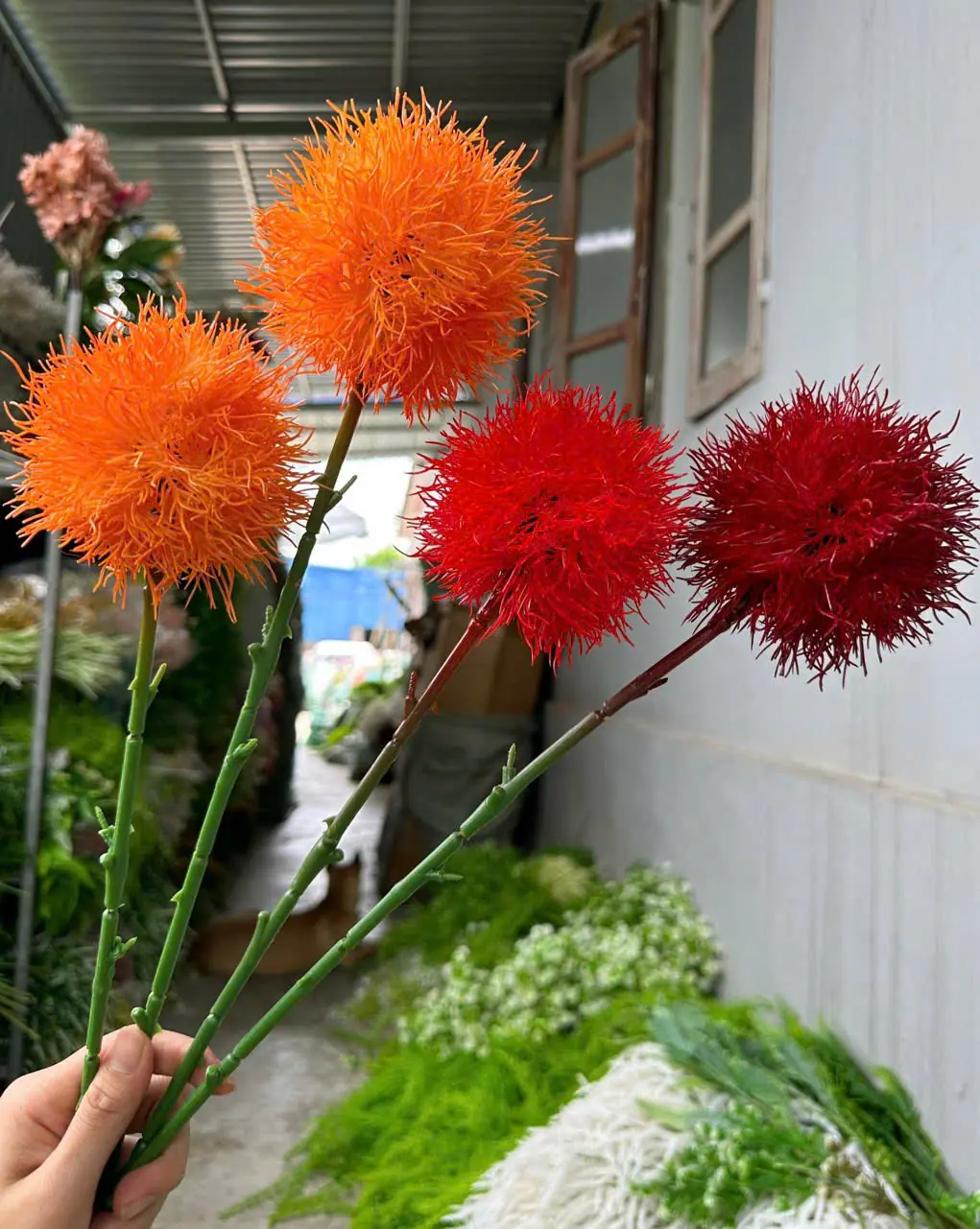 Điểm Tú Cầu Gai - Ảnh 9