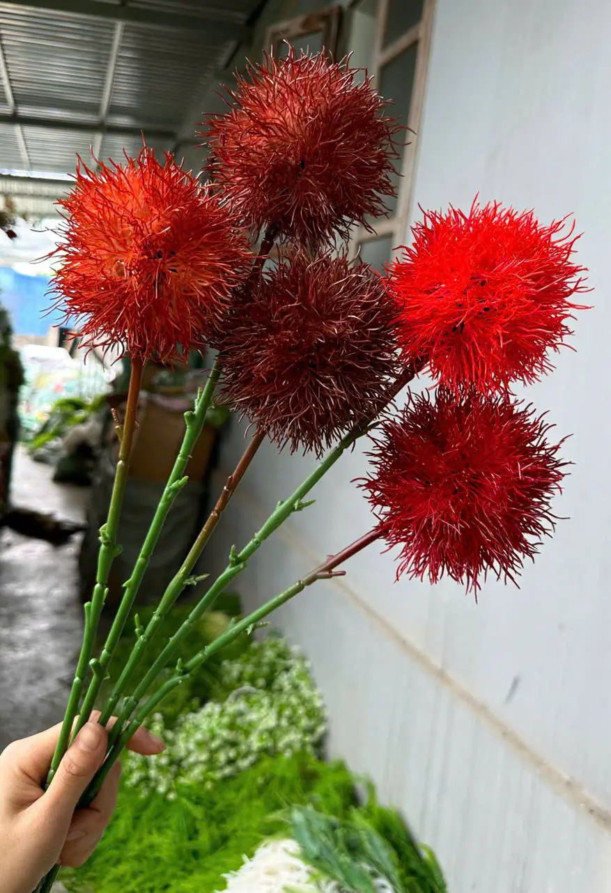 Điểm Tú Cầu Gai - Ảnh 14