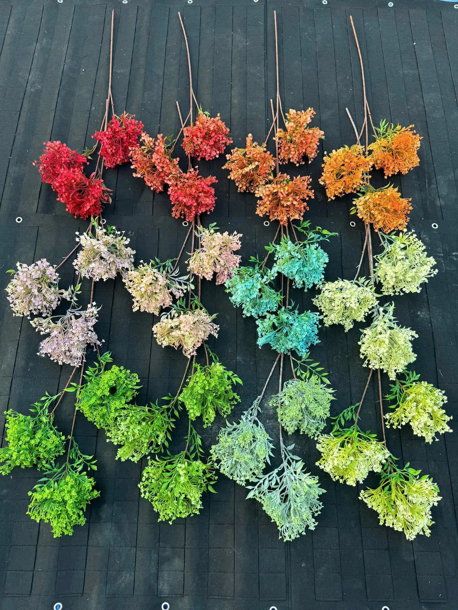 Điểm Tú Cầu Hoa Sữa