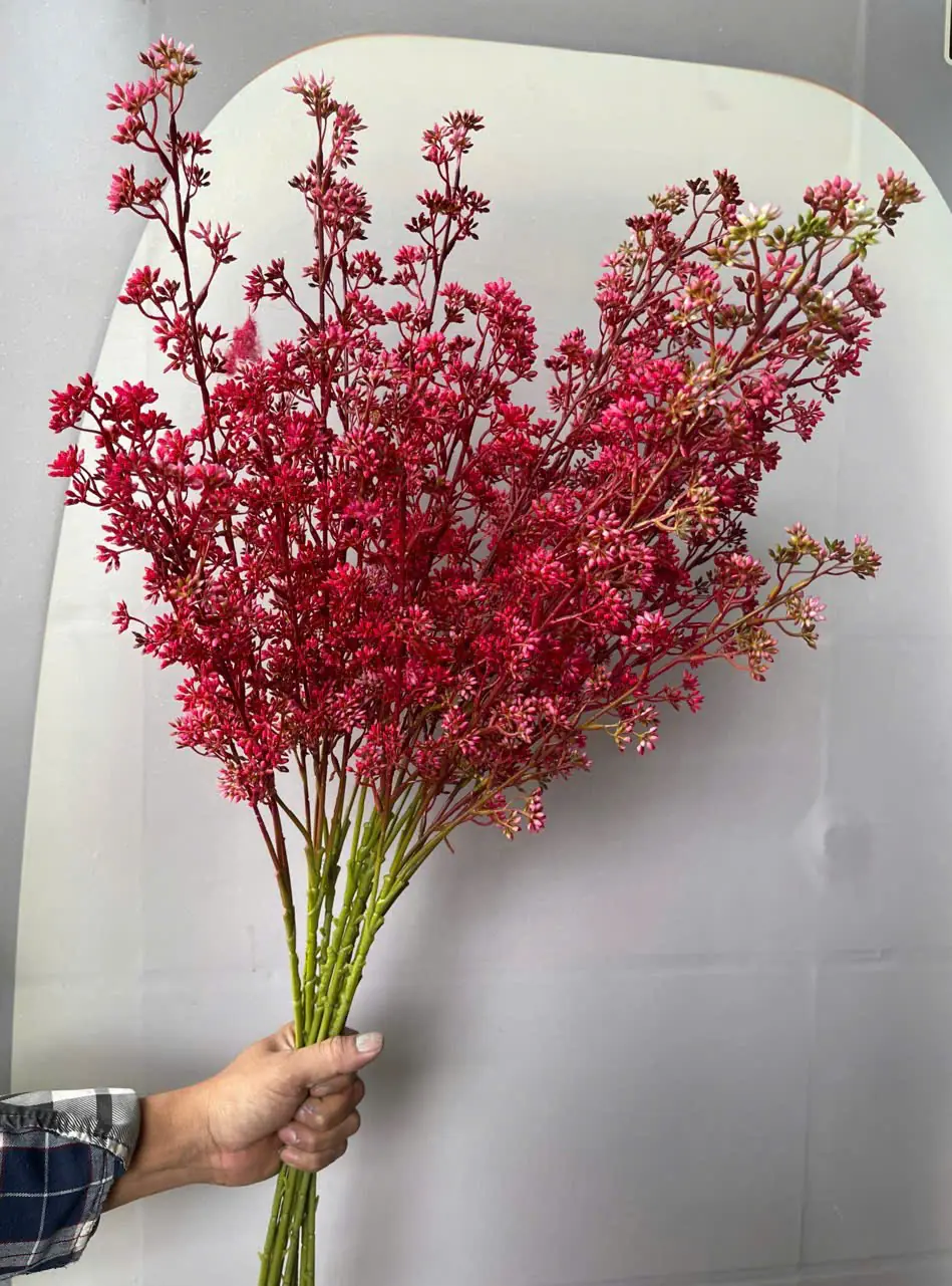 Điểm Tuyết Mai Nụ Sẵn - Ảnh 4