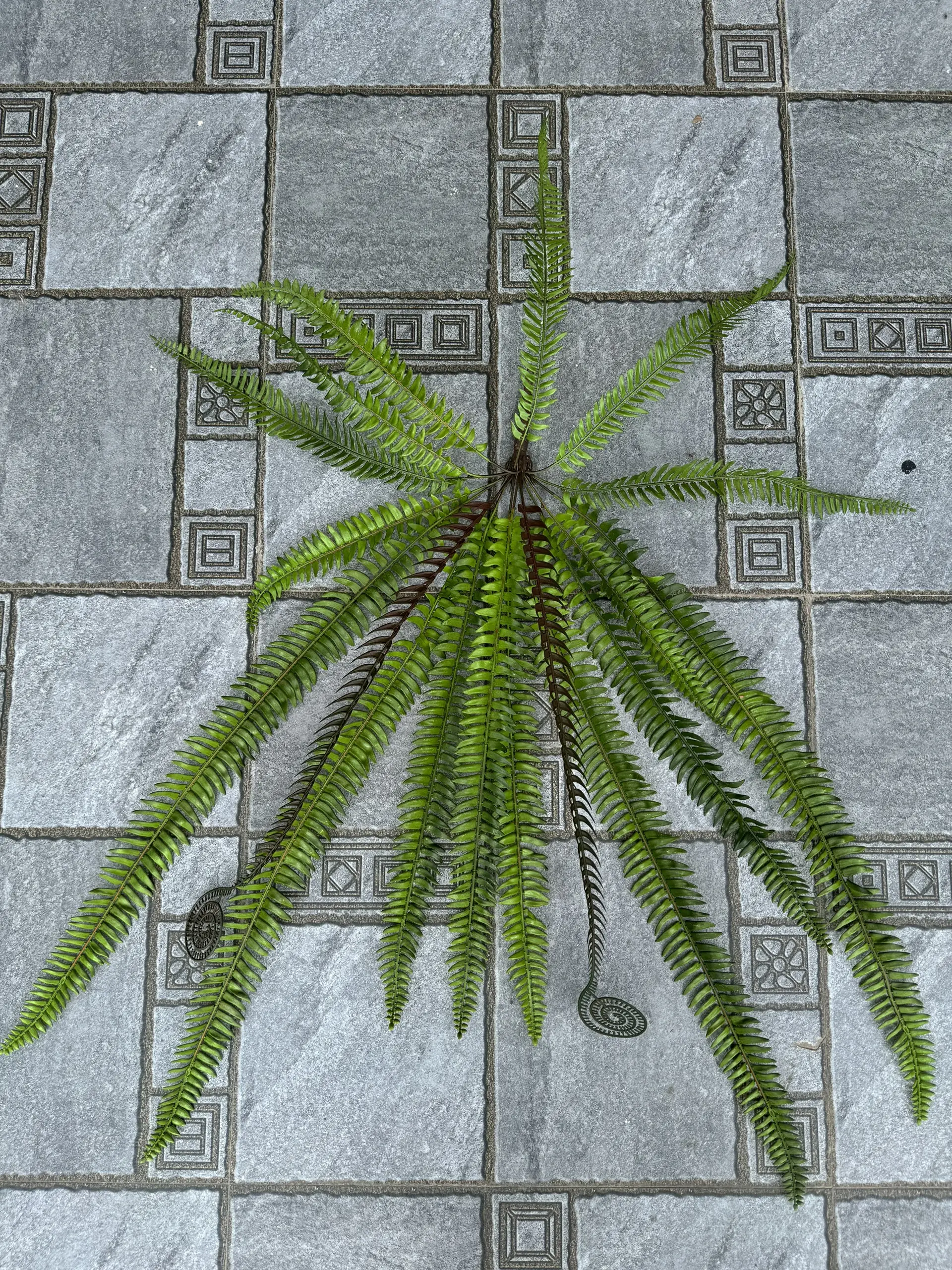 Điểm Xỉ Rừng - Ảnh 4