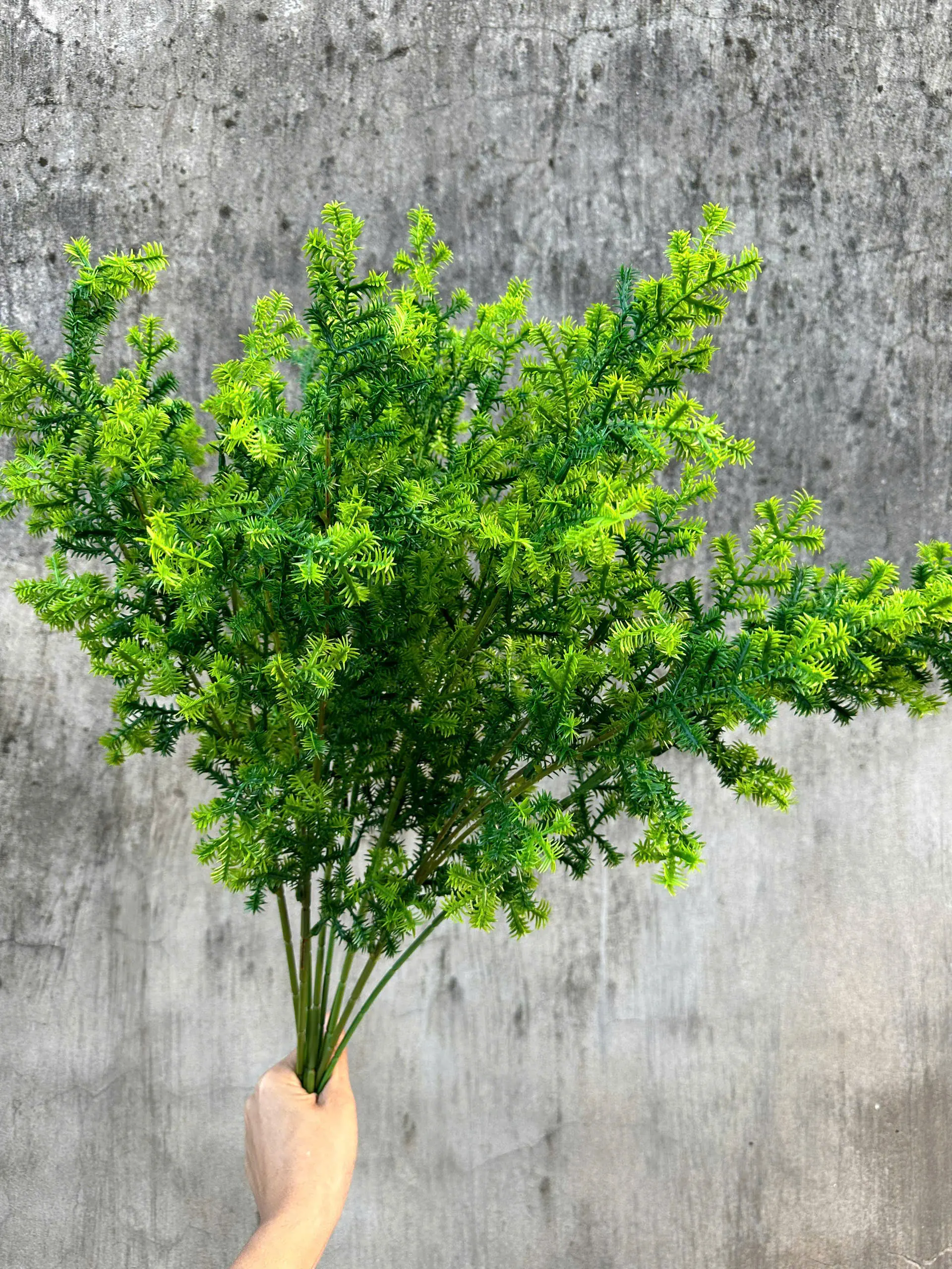 Điểm Xương Rồng