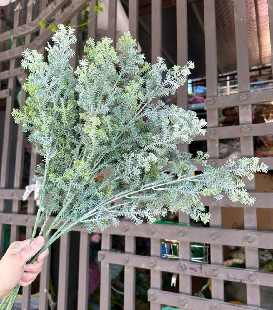 Điểm Xương Rồng - Ảnh 2