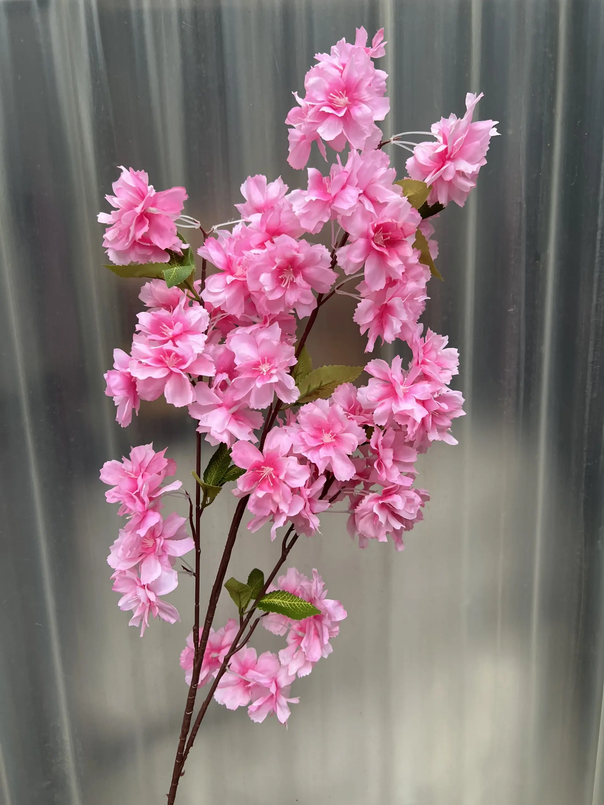 Hoa Anh Đào Chùm - Ảnh 2