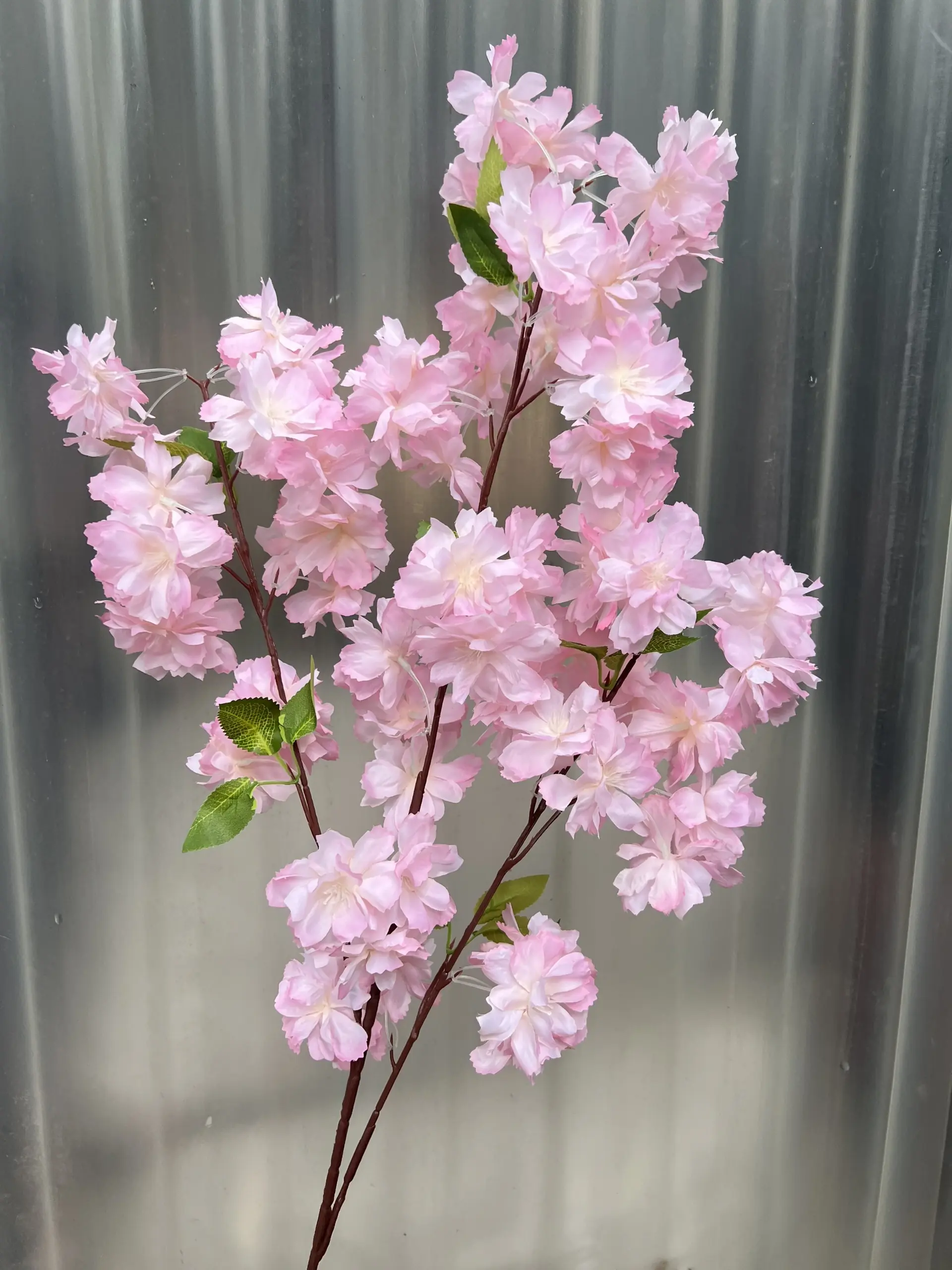 Hoa Anh Đào Chùm - Ảnh 4