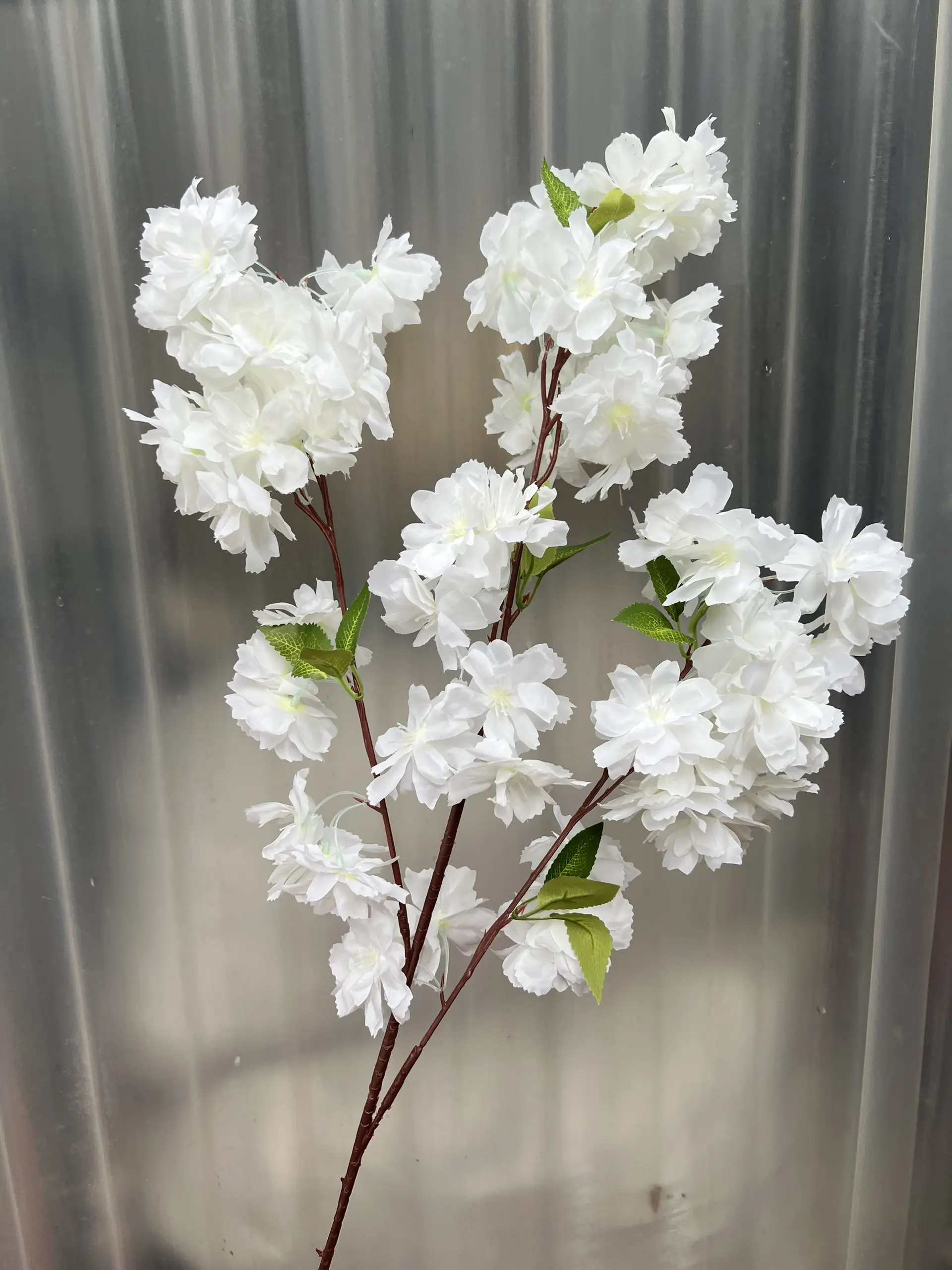 Hoa Anh Đào Chùm - Ảnh 5