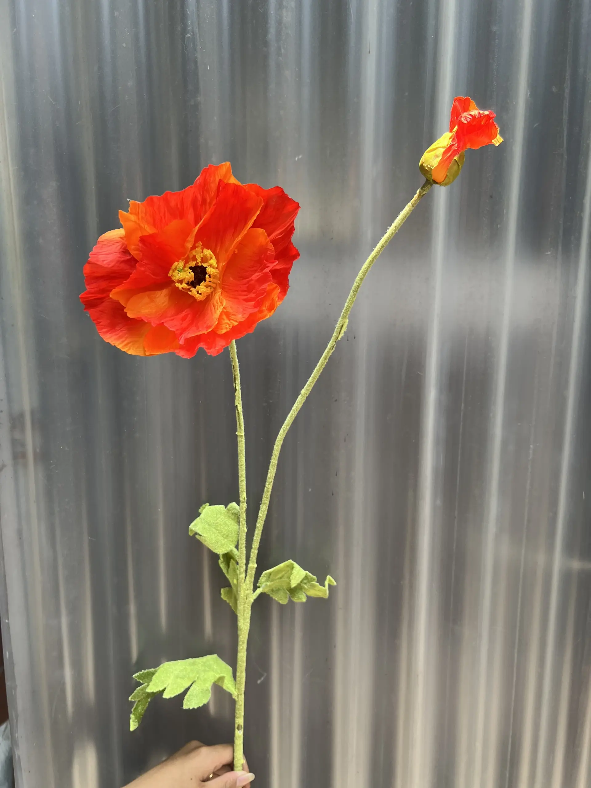 Hoa Anh Túc Đại - Ảnh 2