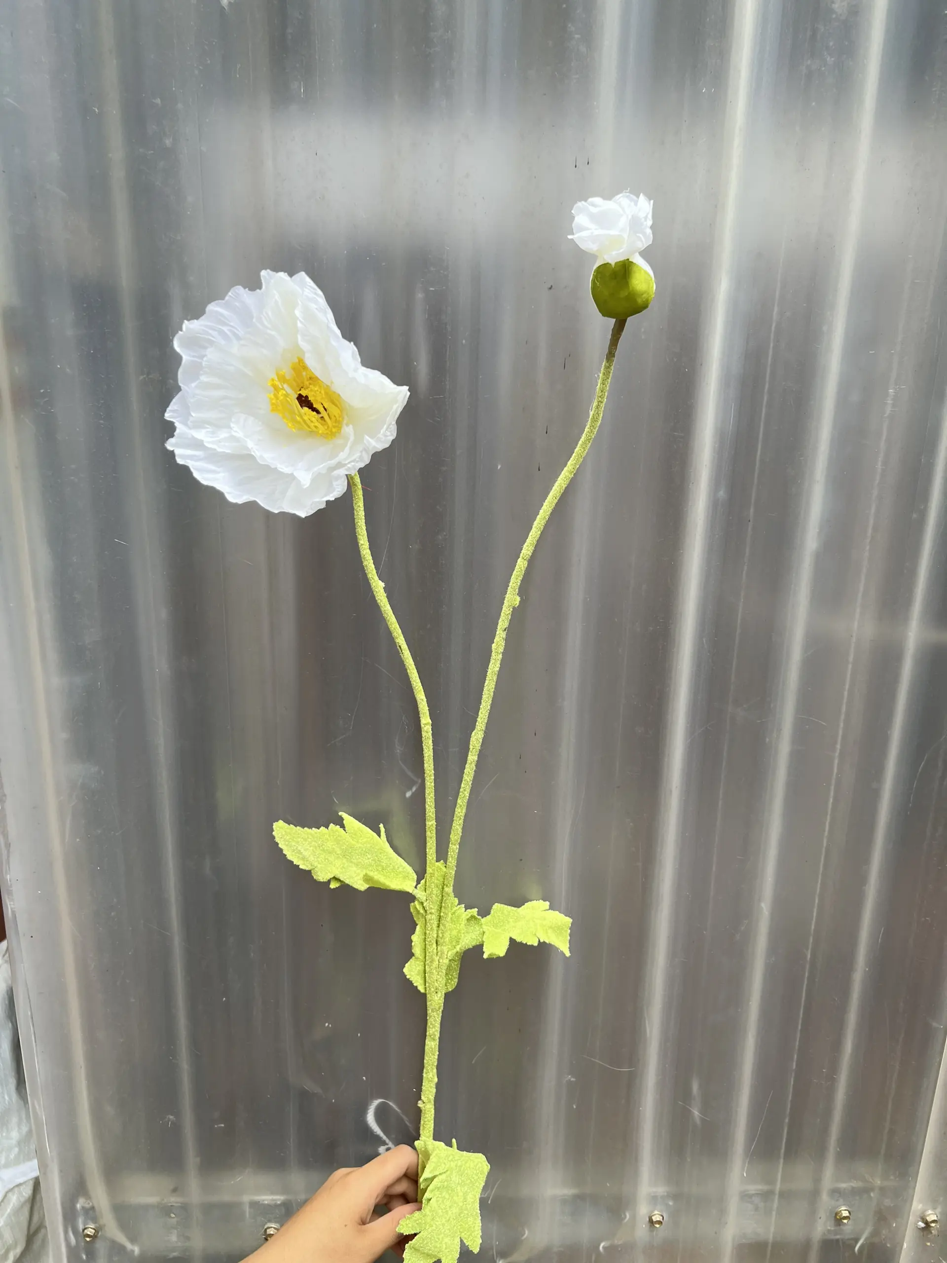 Hoa Anh Túc Đại - Ảnh 6