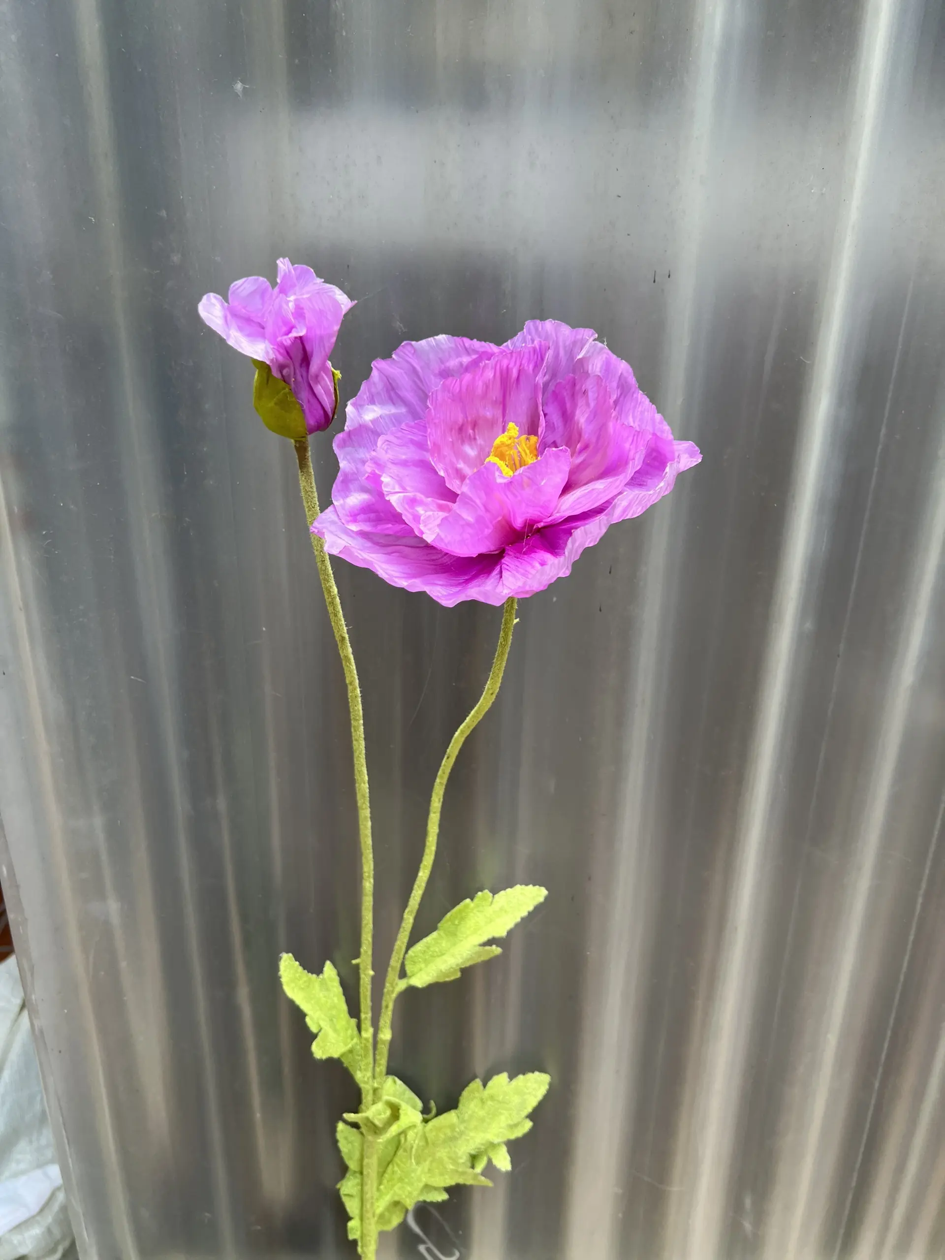 Hoa Anh Túc Đại - Ảnh 7