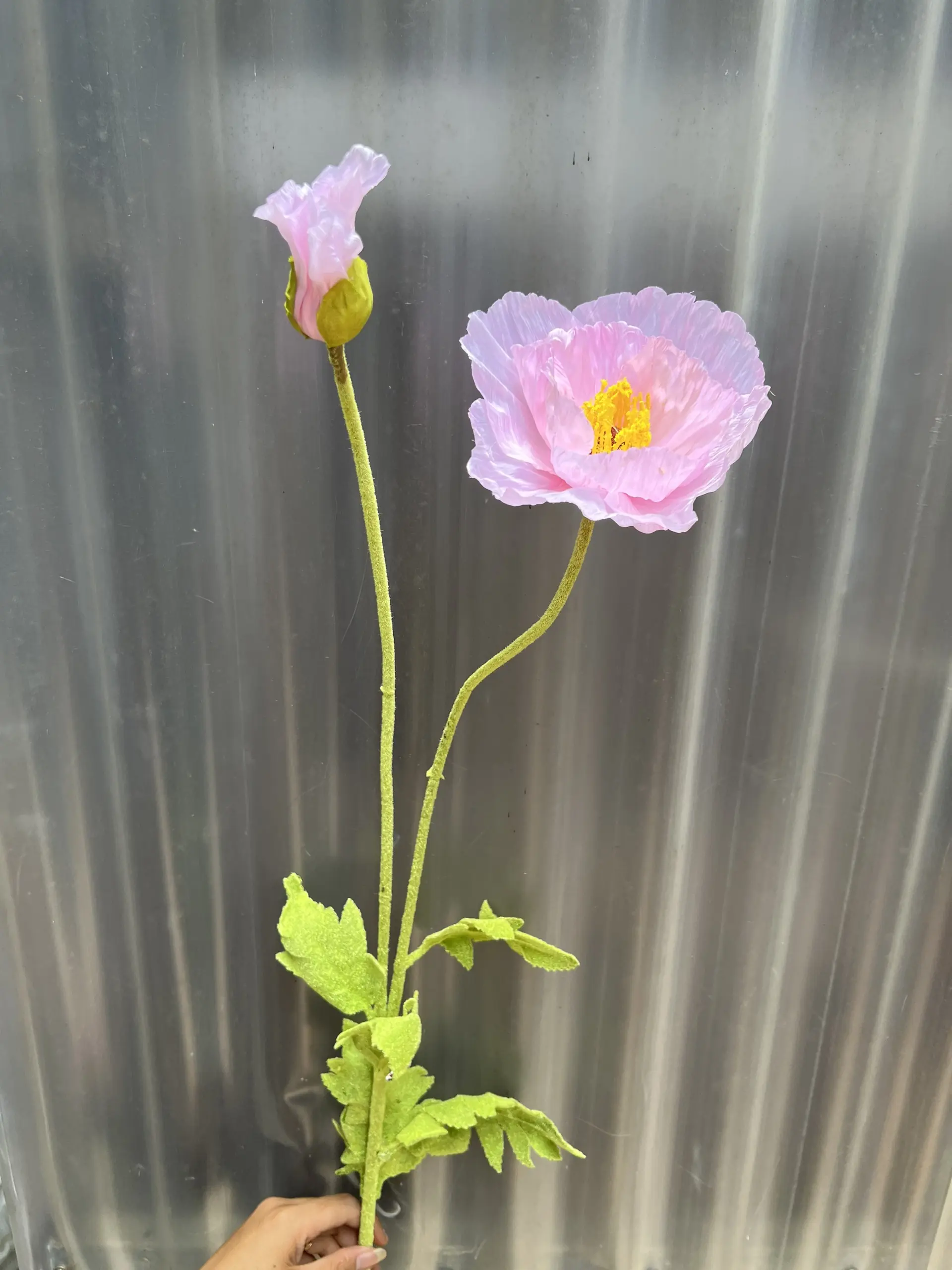 Hoa Anh Túc Đại - Ảnh 8