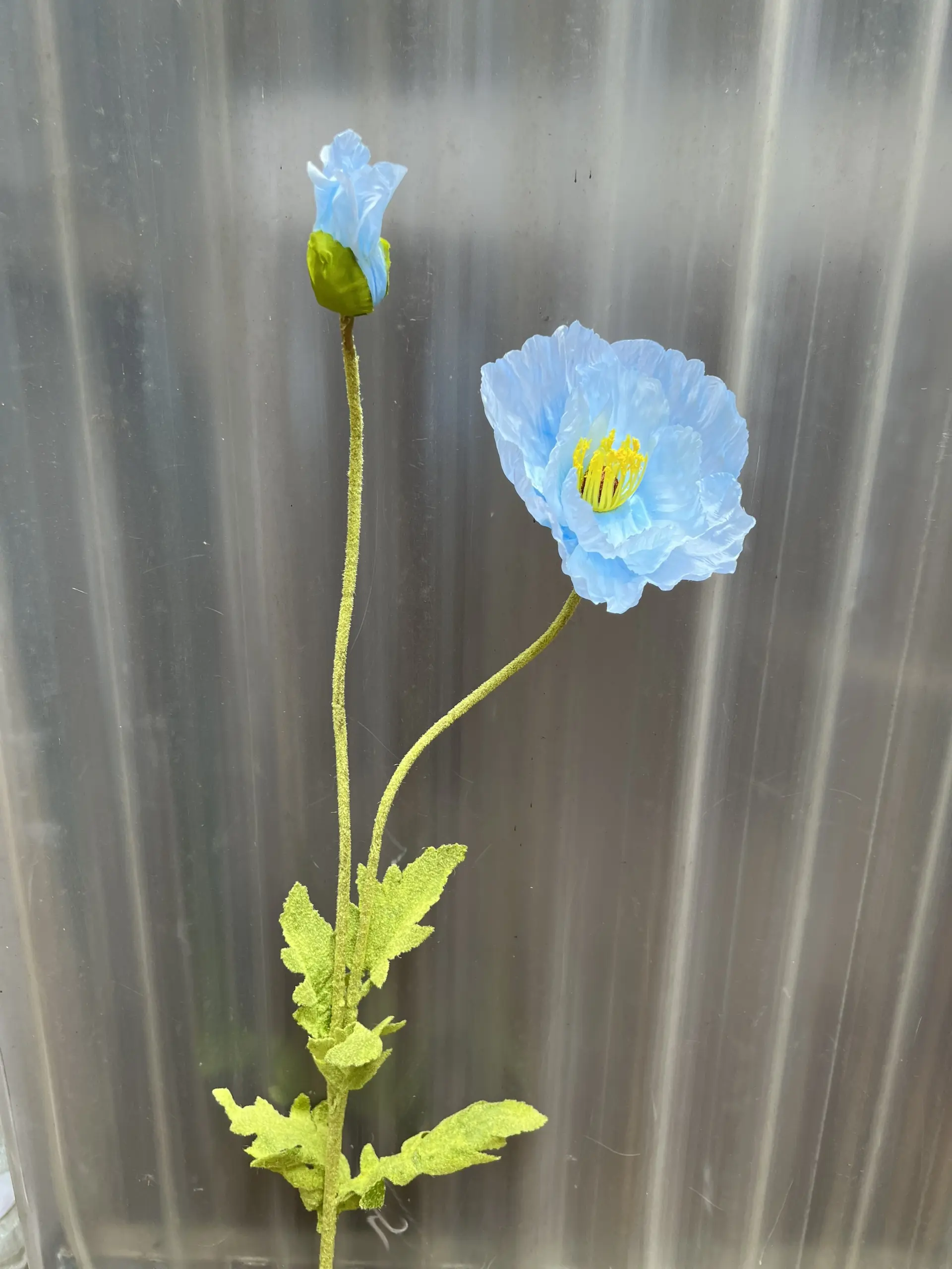 Hoa Anh Túc Đại - Ảnh 9