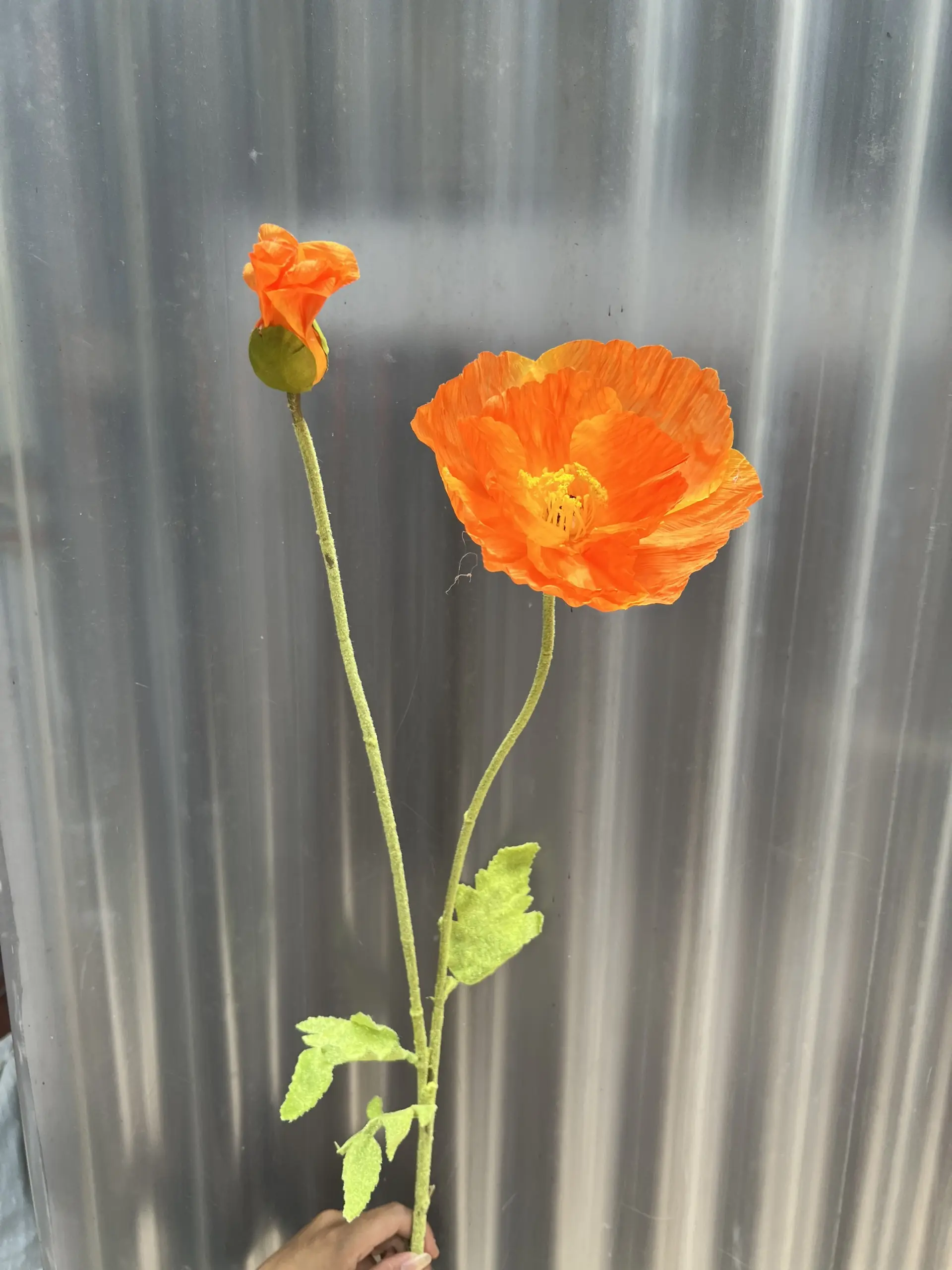 Hoa Anh Túc Đại - Ảnh 10