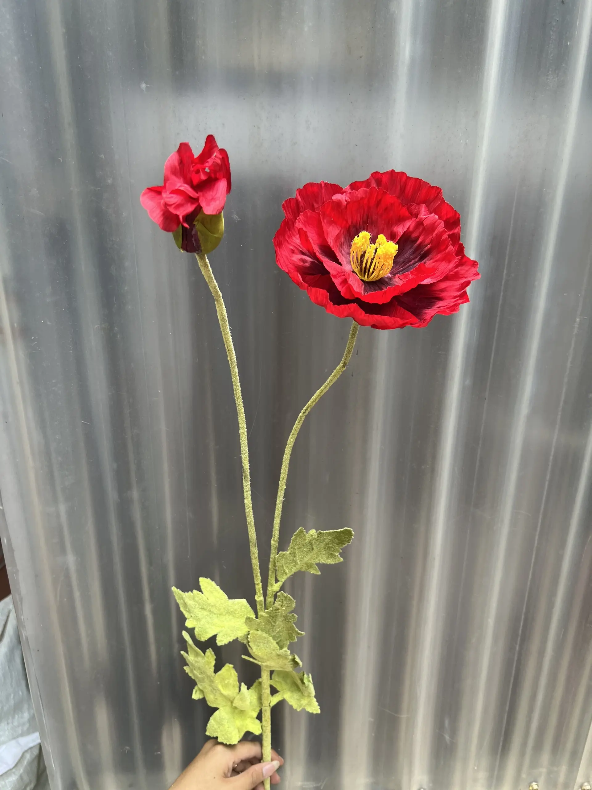 Hoa Anh Túc Đại - Ảnh 11