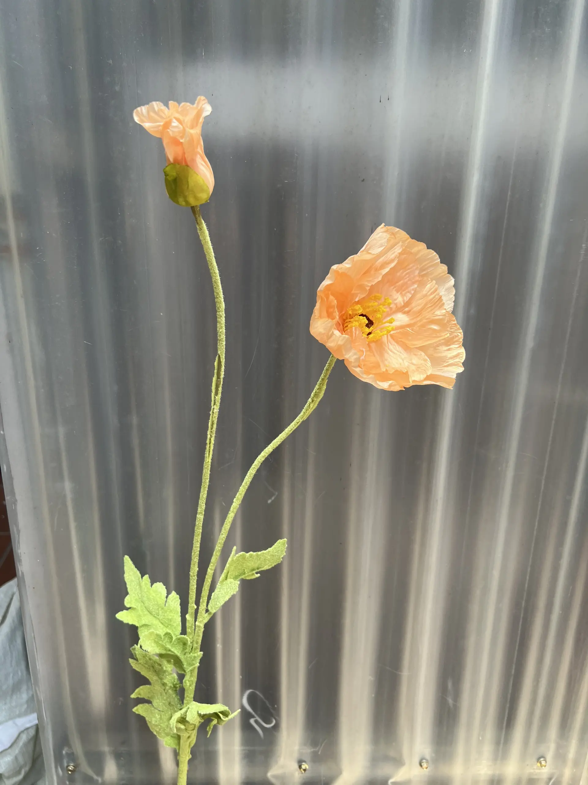 Hoa Anh Túc Đại - Ảnh 12