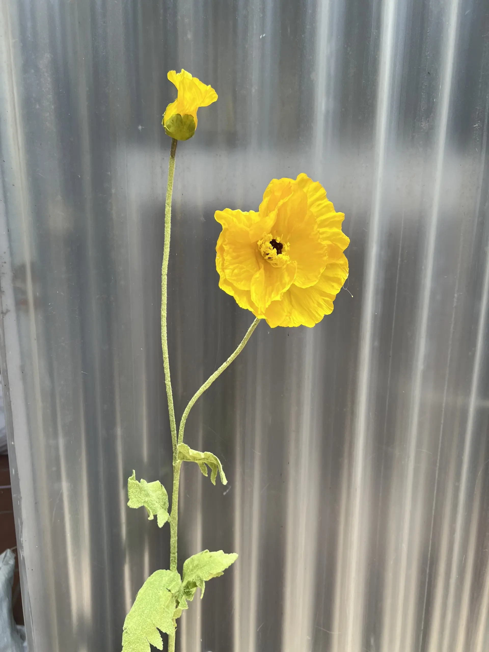 Hoa Anh Túc Đại - Ảnh 13