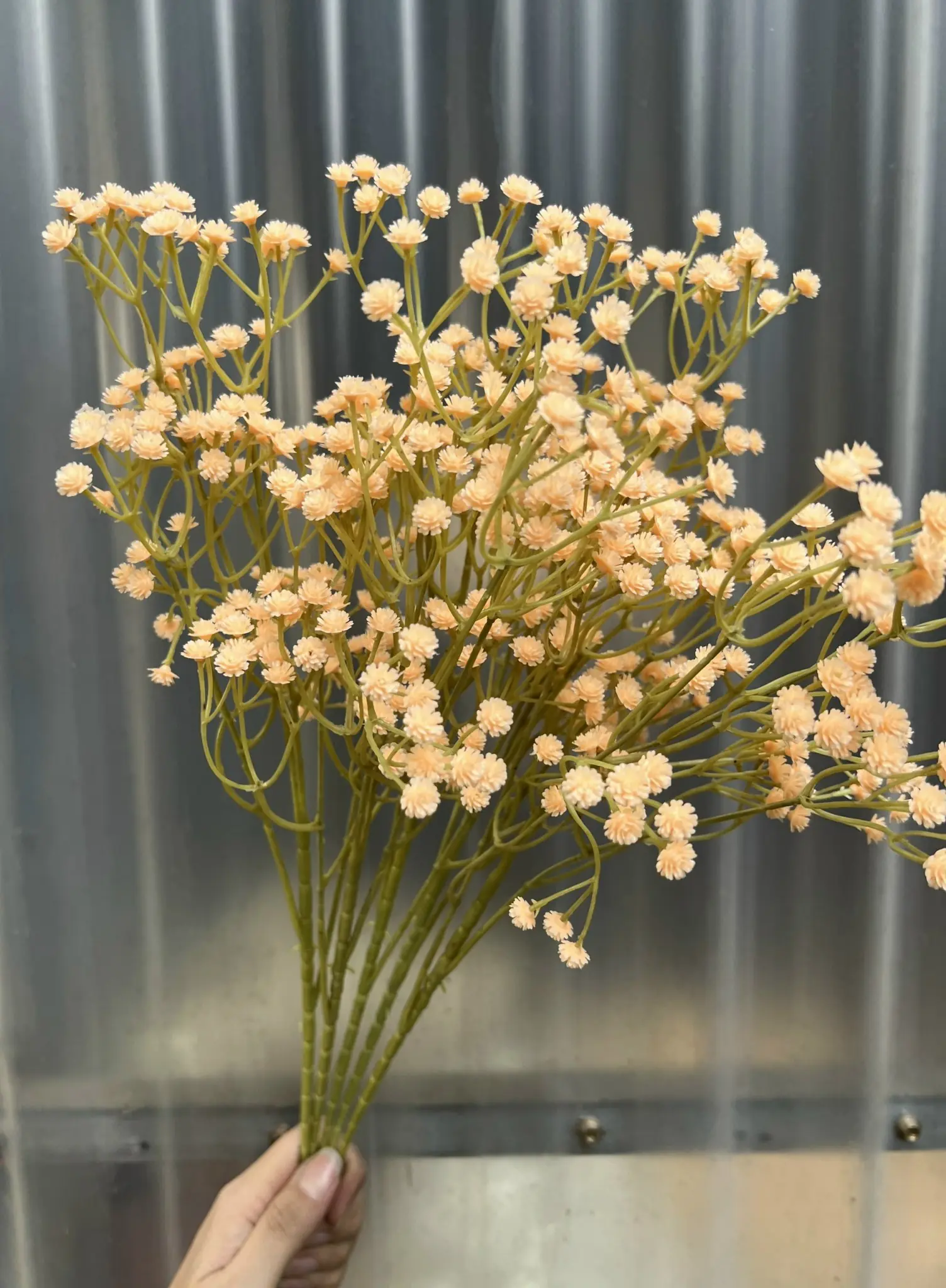 Hoa Baby Loại - Ảnh 2