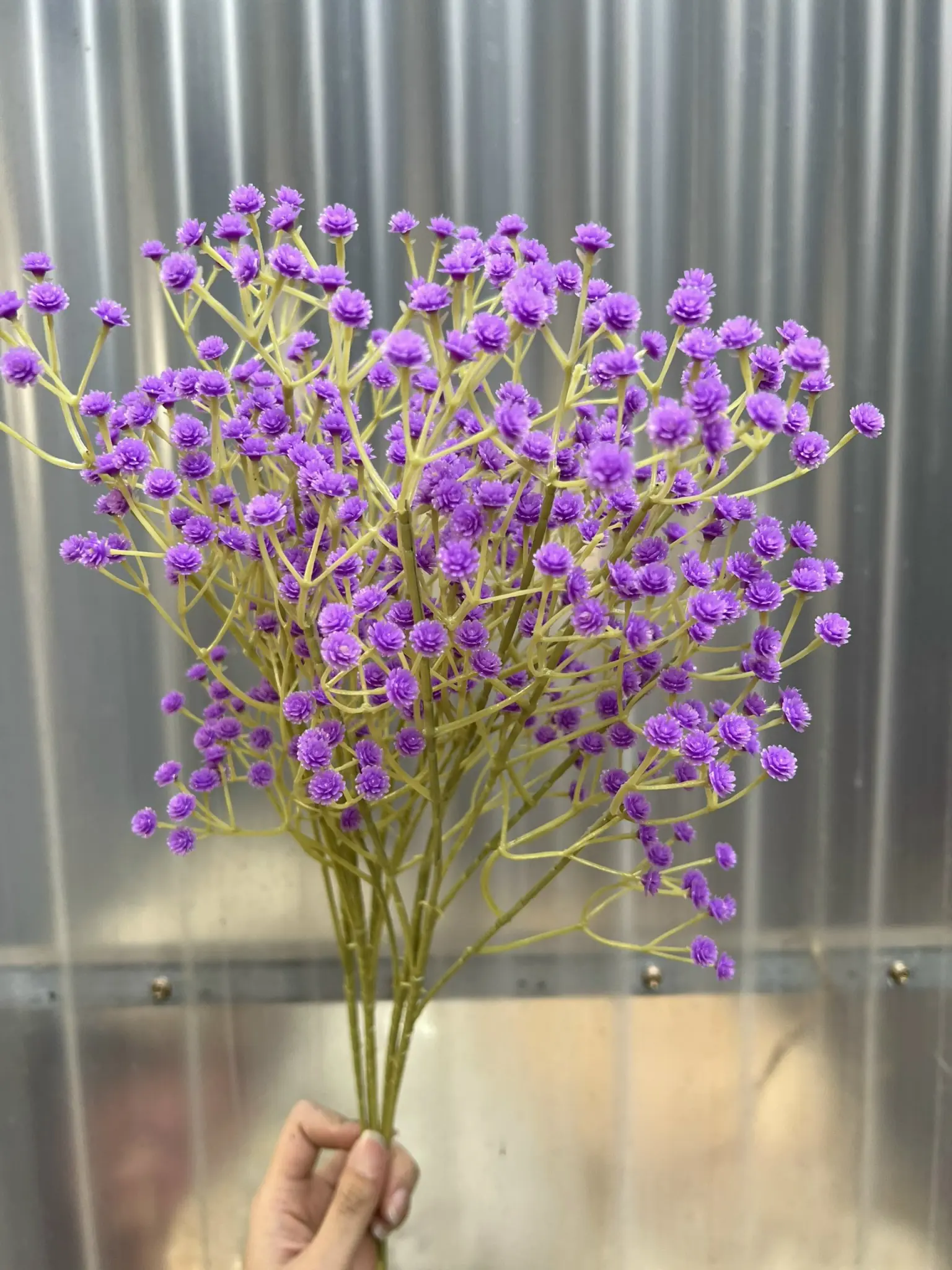 Hoa Baby Loại - Ảnh 5