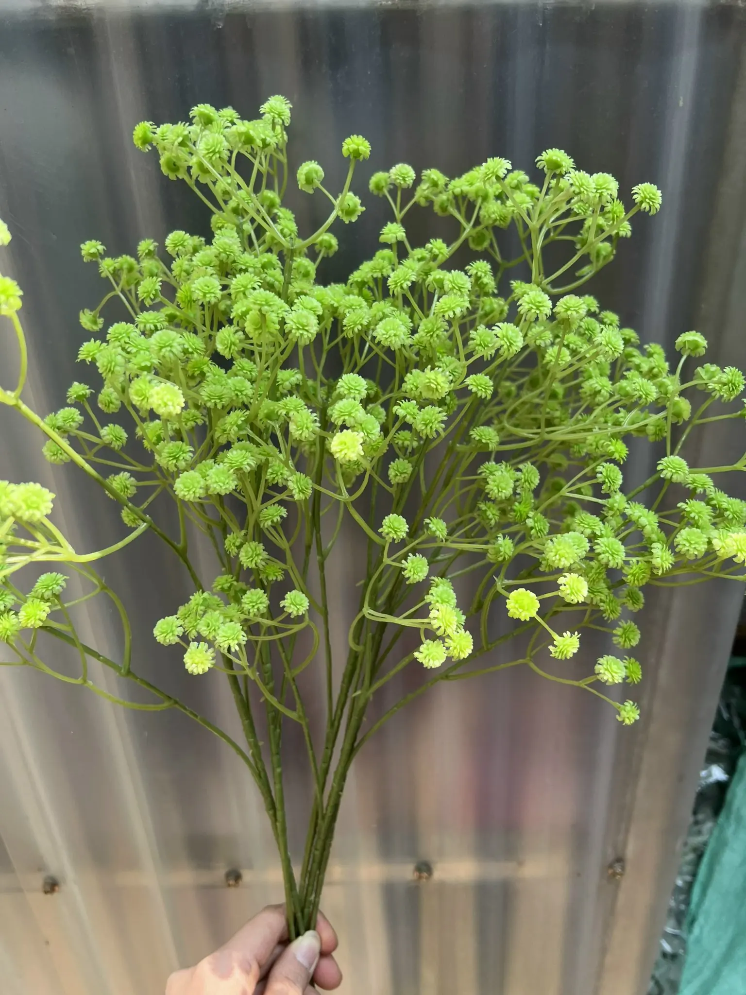 Hoa Baby Su Loại - Ảnh 2