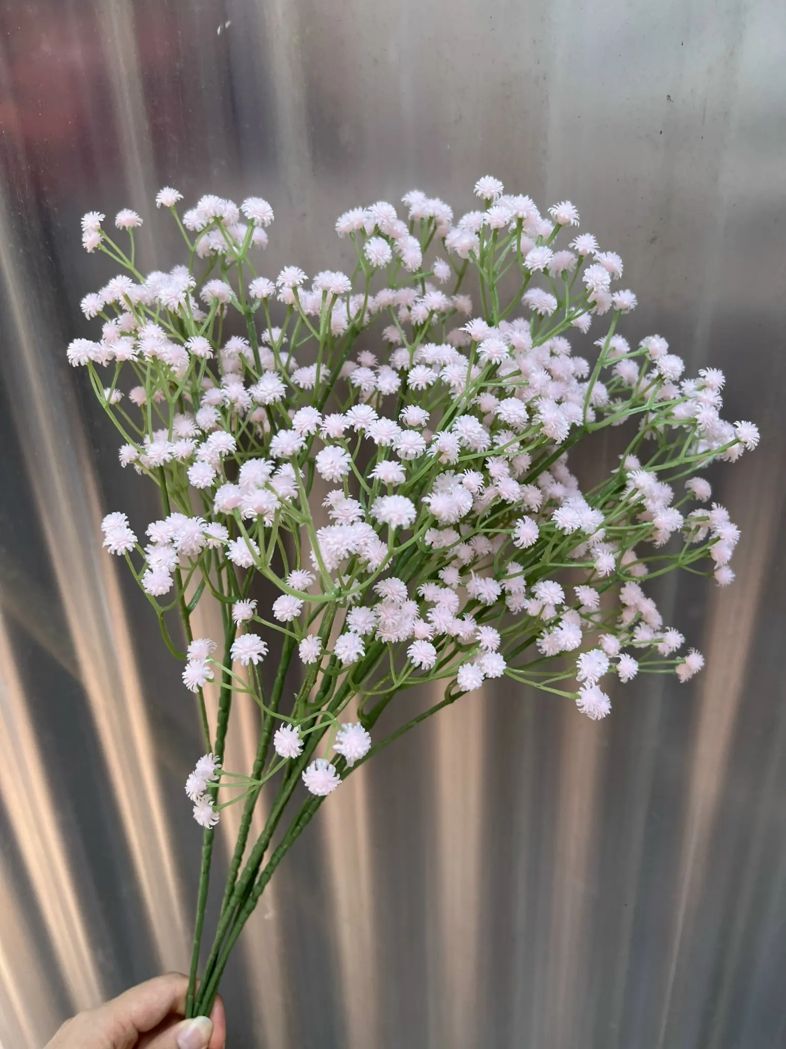 Hoa Baby Su Loại - Ảnh 3