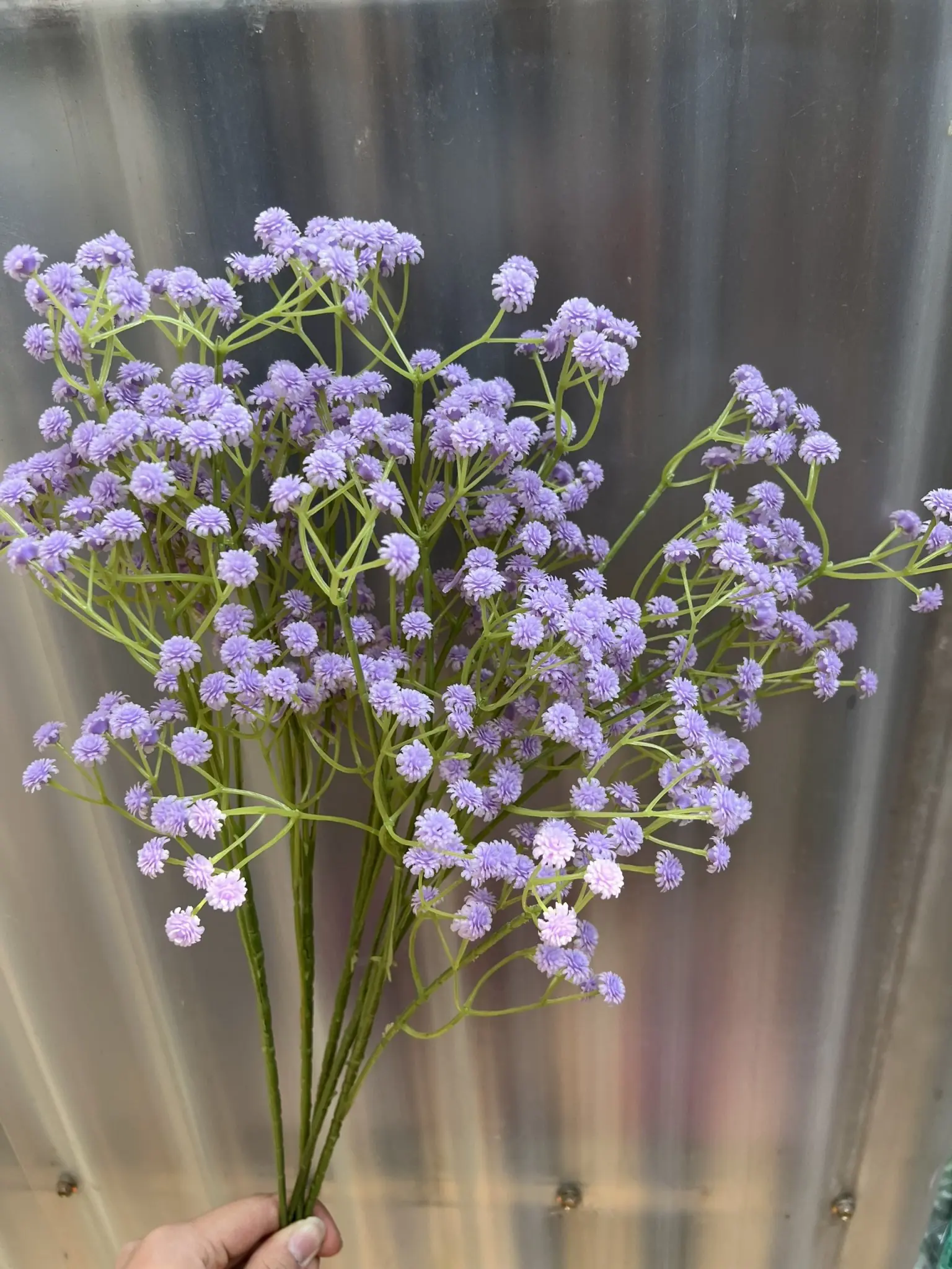 Hoa Baby Su Loại - Ảnh 4