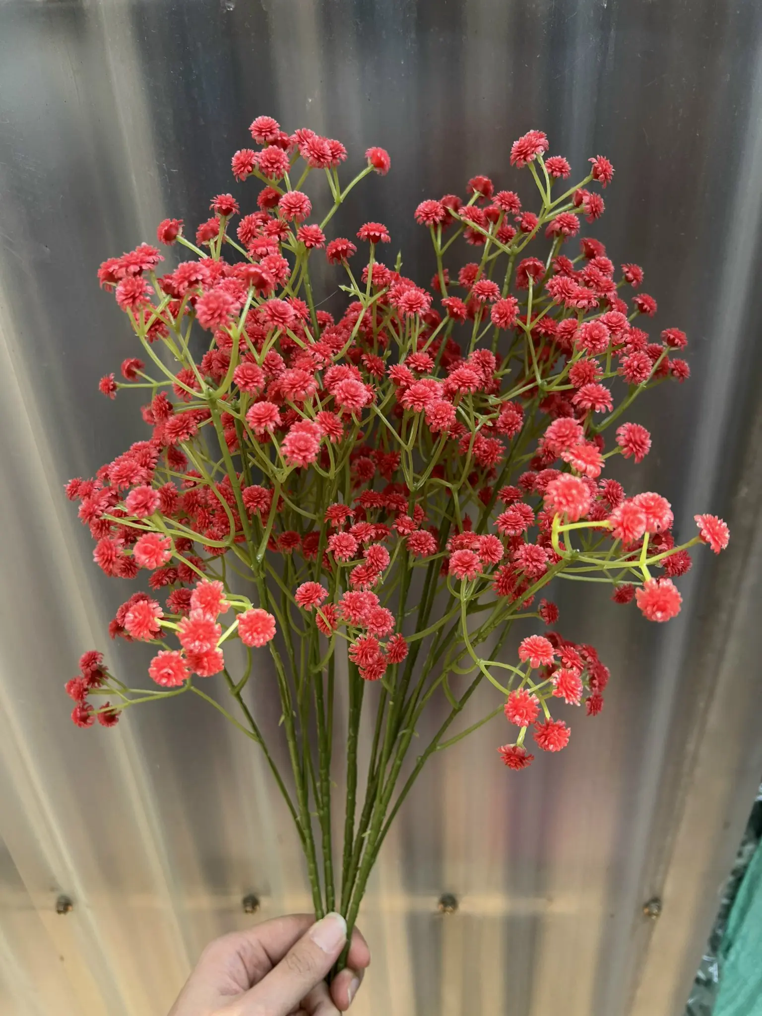 Hoa Baby Su Loại - Ảnh 6