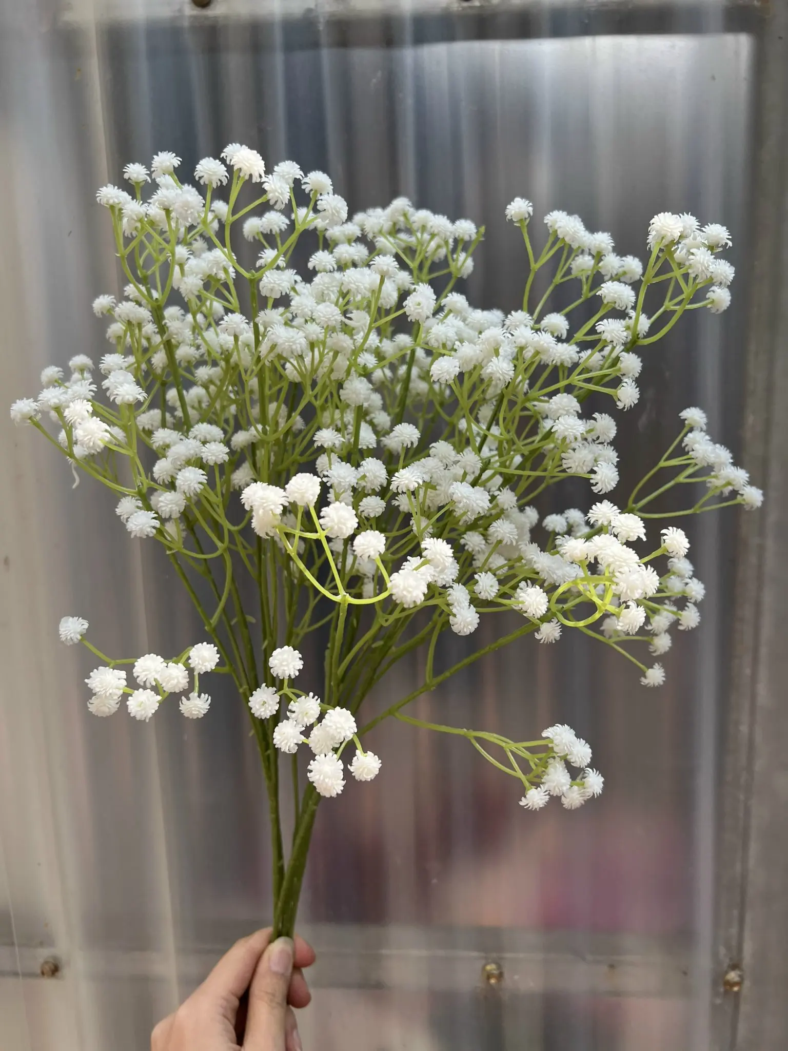 Hoa Baby Su Loại - Ảnh 7