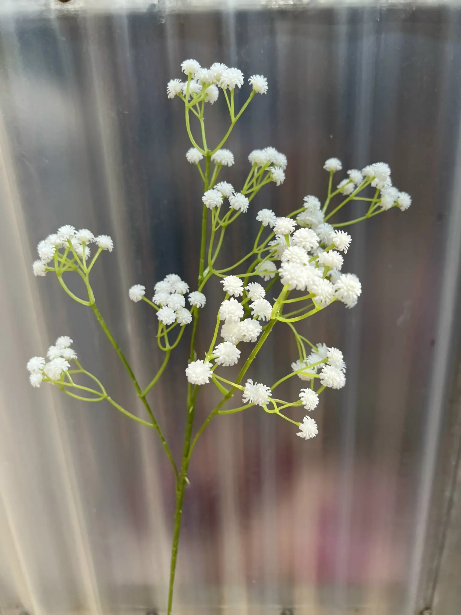 Hoa Baby Su Loại - Ảnh 8