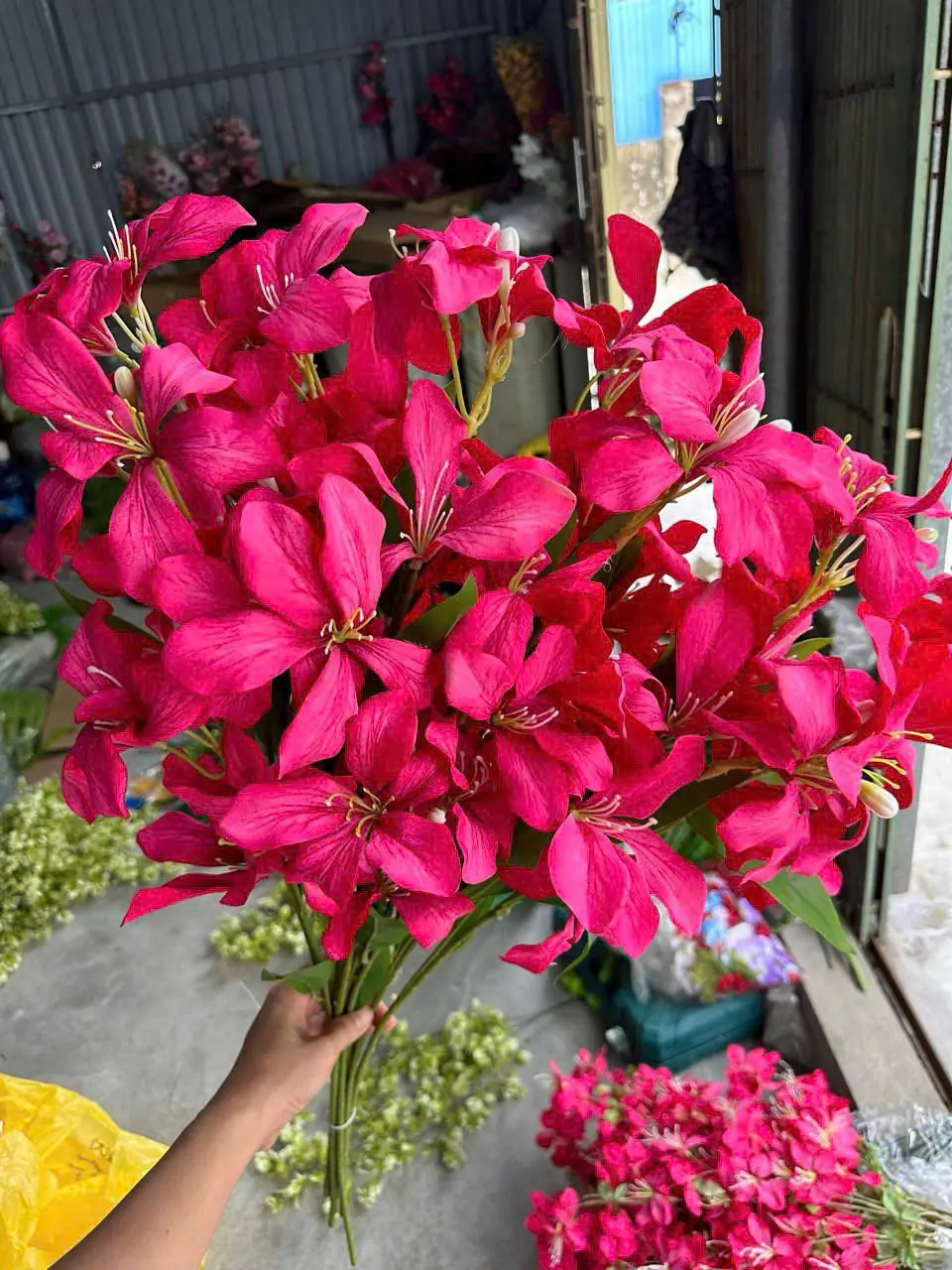 Hoa Ban Rừng Về Thêm - Ảnh 2