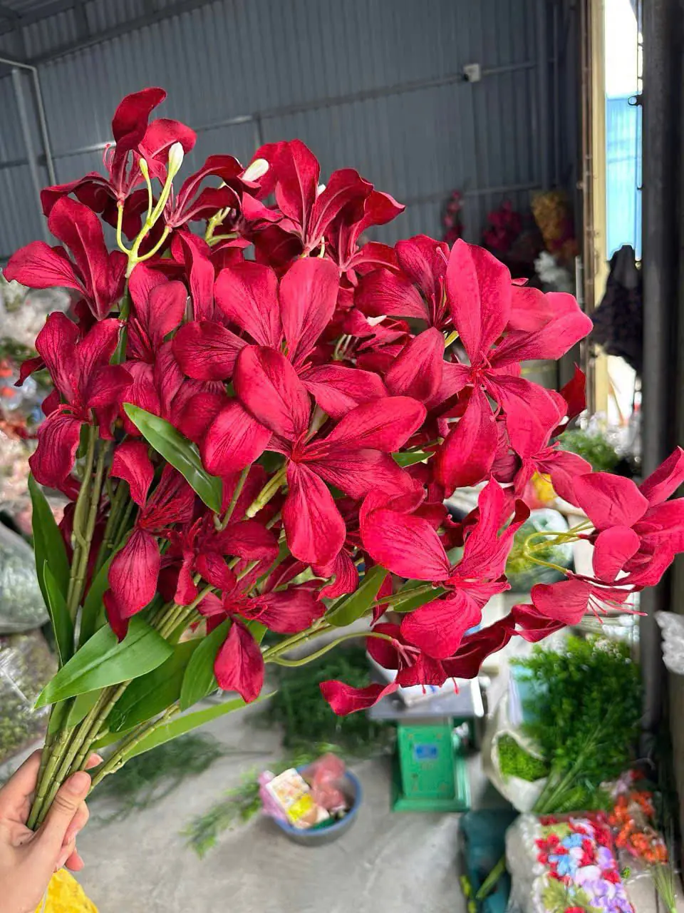 Hoa Ban Rừng Về Thêm - Ảnh 3