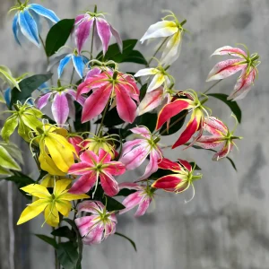 Hoa Bỉ Ngạn Chất Cao Su Dày