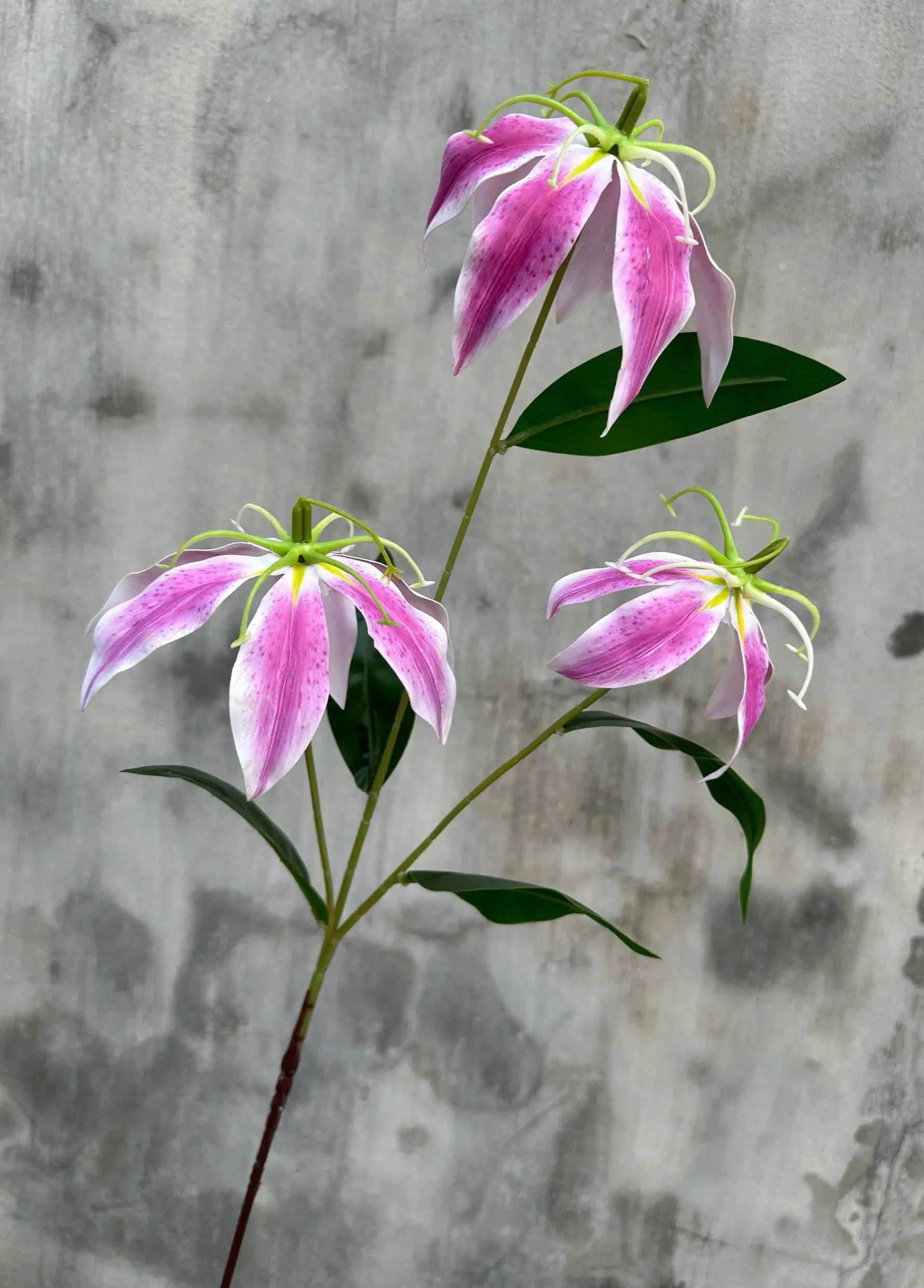 Hoa Bỉ Ngạn Chất Cao Su Dày - Ảnh 2