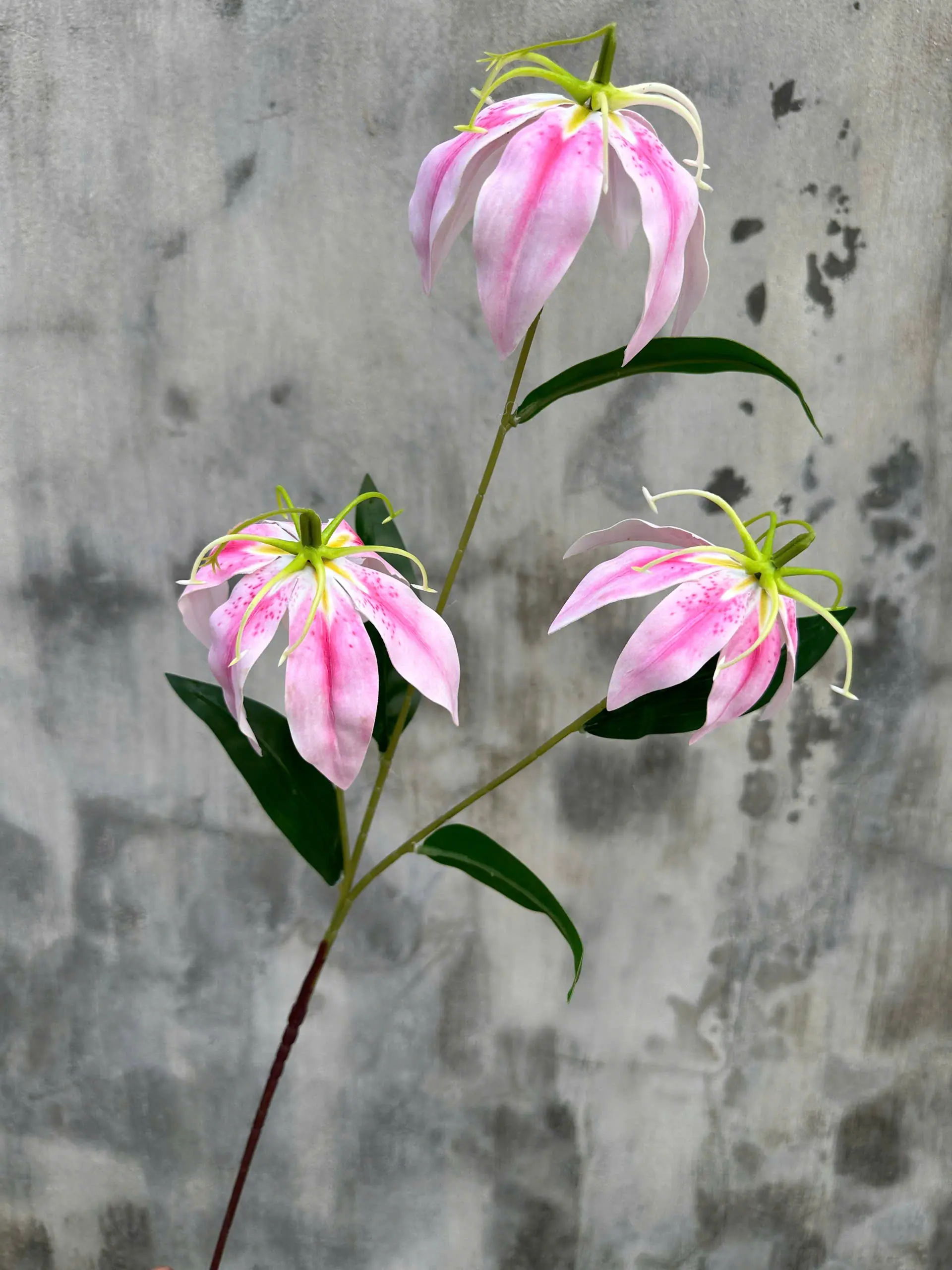 Hoa Bỉ Ngạn Chất Cao Su Dày - Ảnh 10