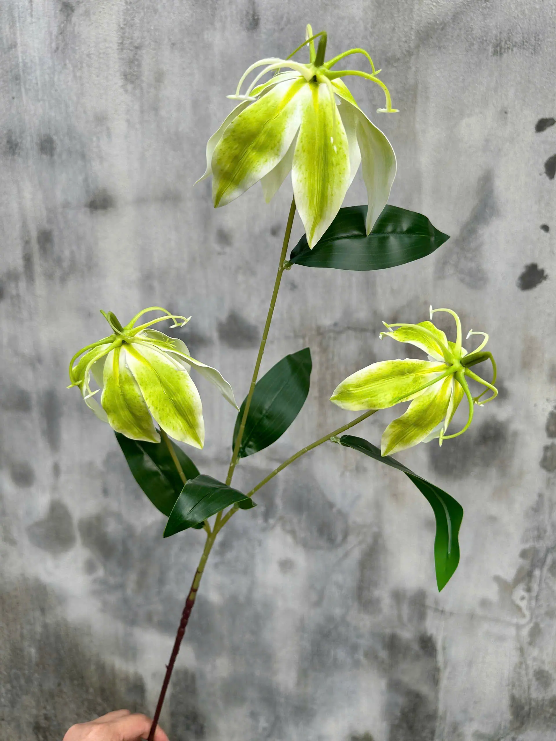 Hoa Bỉ Ngạn Chất Cao Su Dày - Ảnh 12