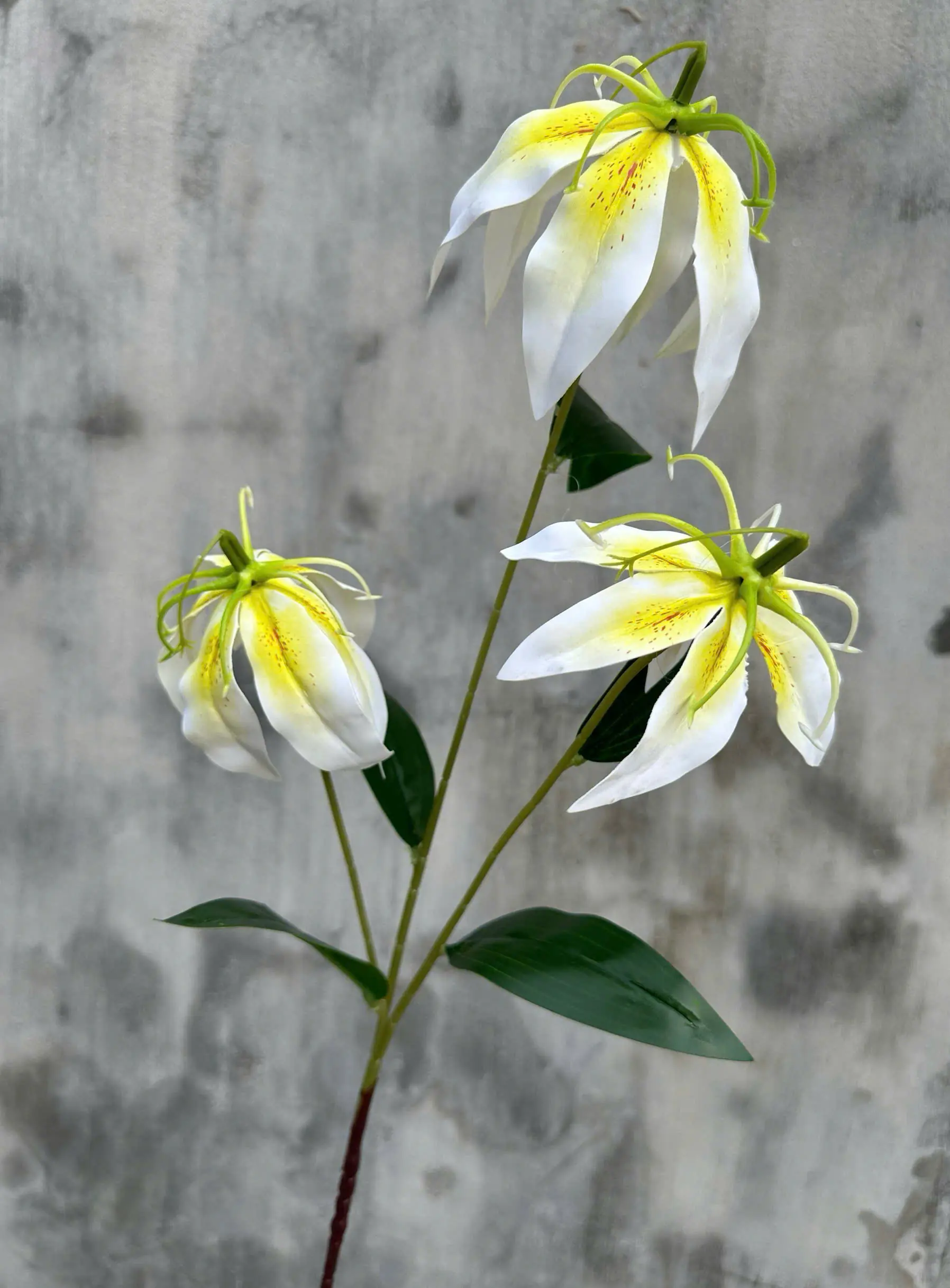 Hoa Bỉ Ngạn Chất Cao Su Dày - Ảnh 13