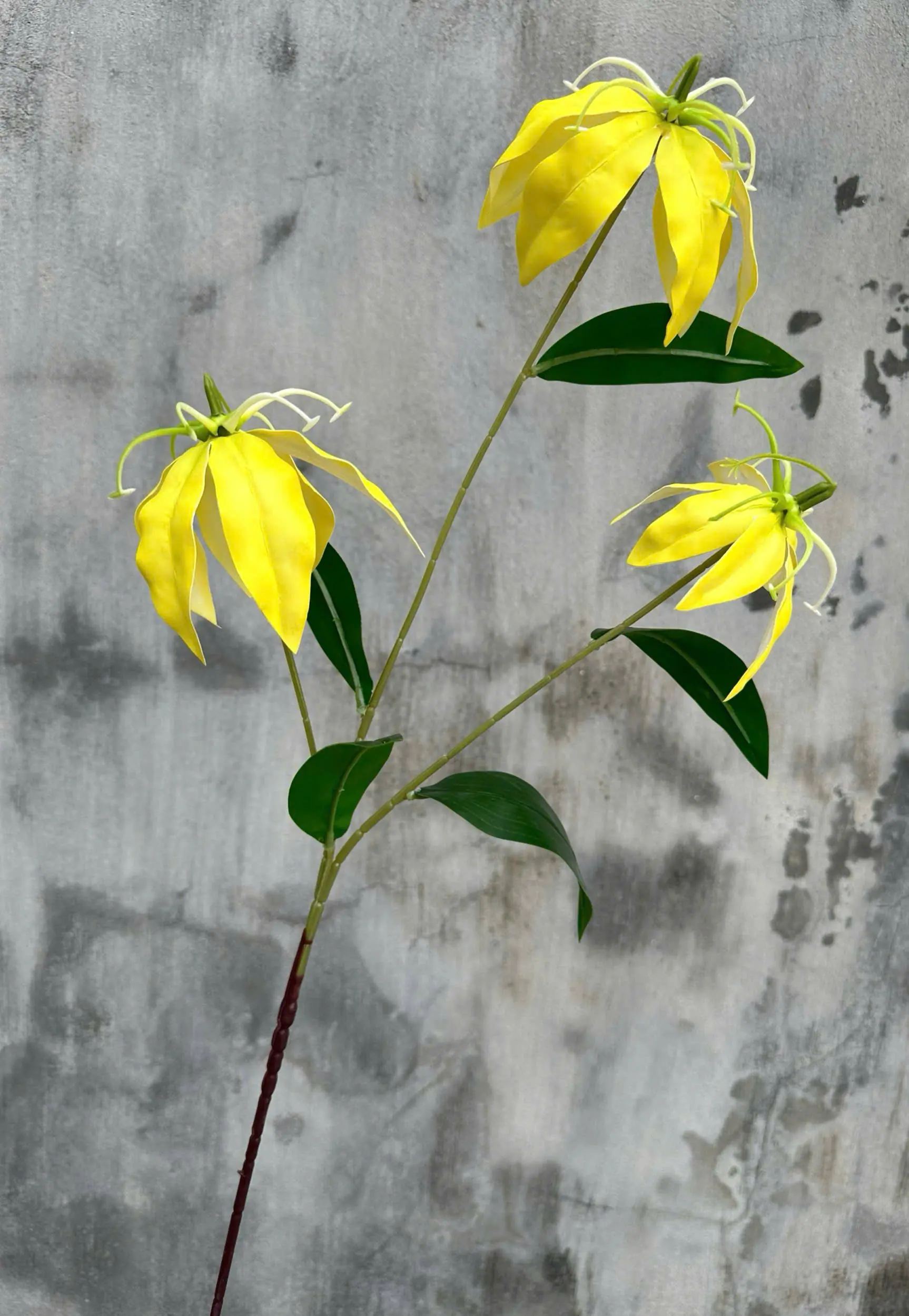 Hoa Bỉ Ngạn Chất Cao Su Dày - Ảnh 14