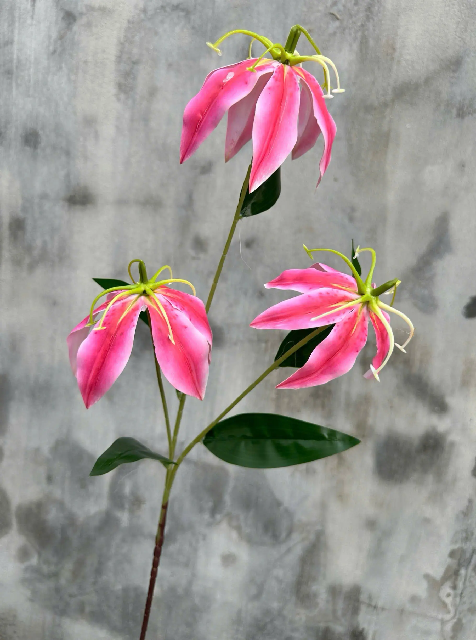 Hoa Bỉ Ngạn Chất Cao Su Dày - Ảnh 15