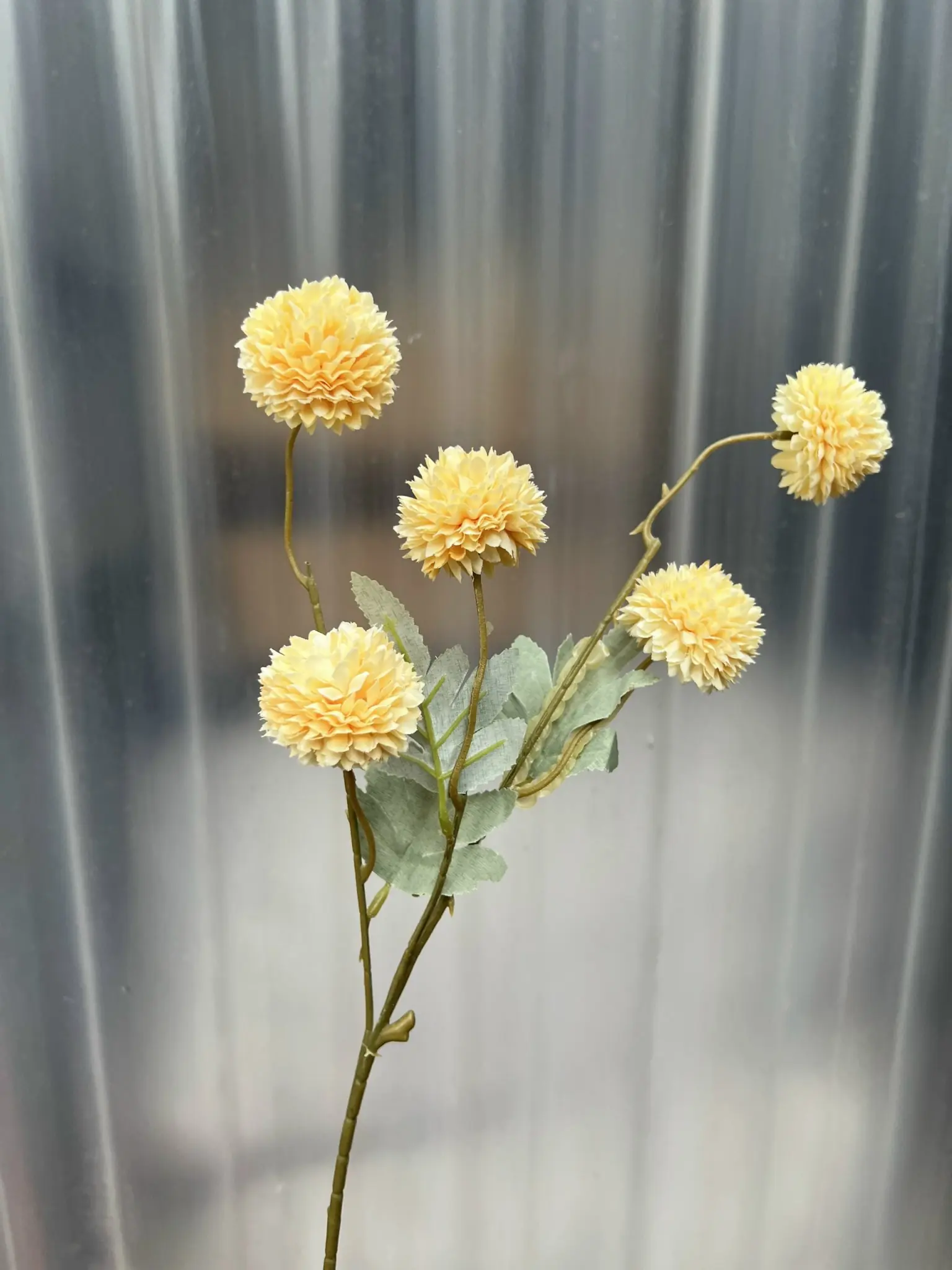 Hoa Bing Bông 5 Bông - Ảnh 3