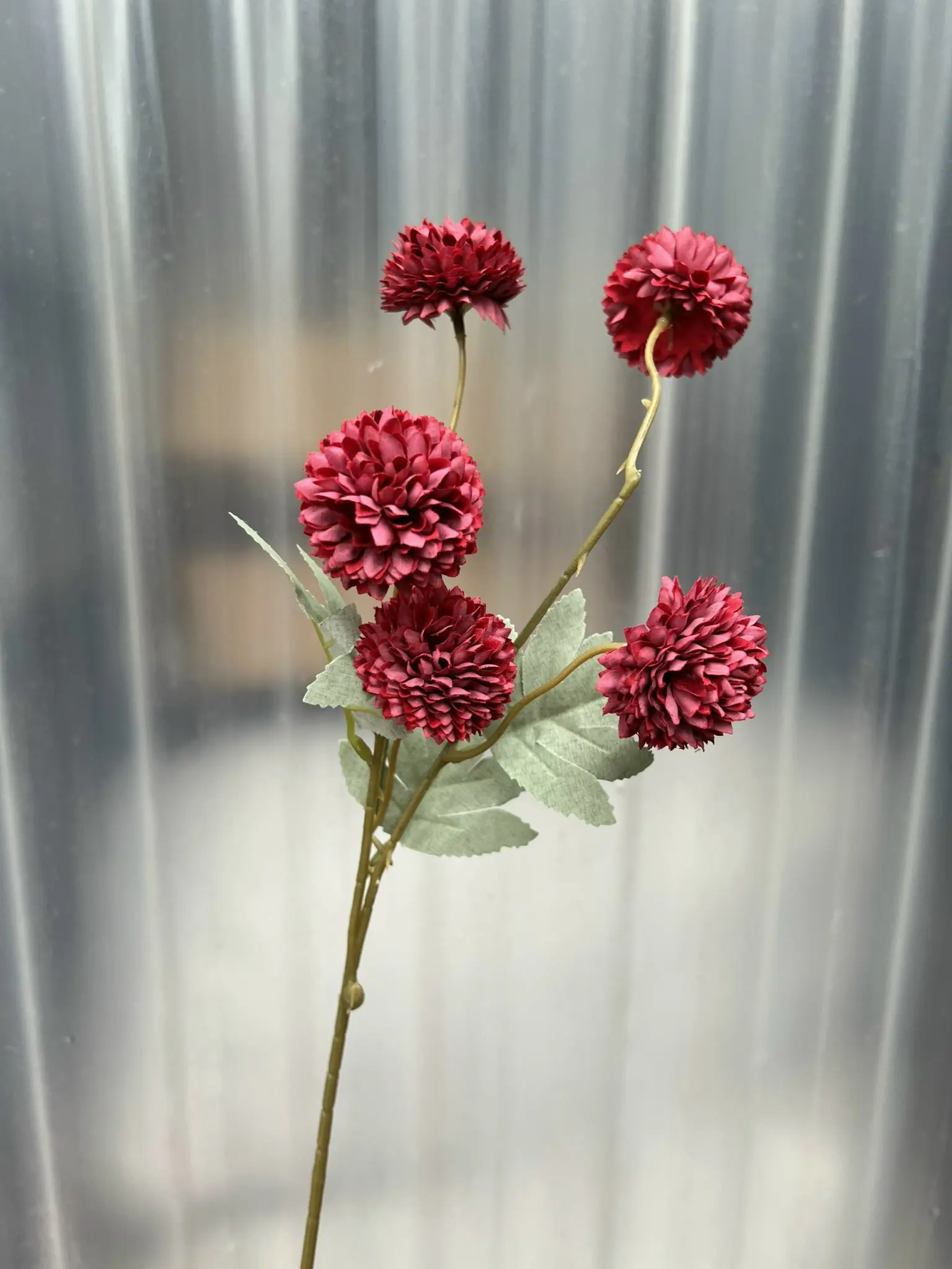 Hoa Bing Bông 5 Bông - Ảnh 5