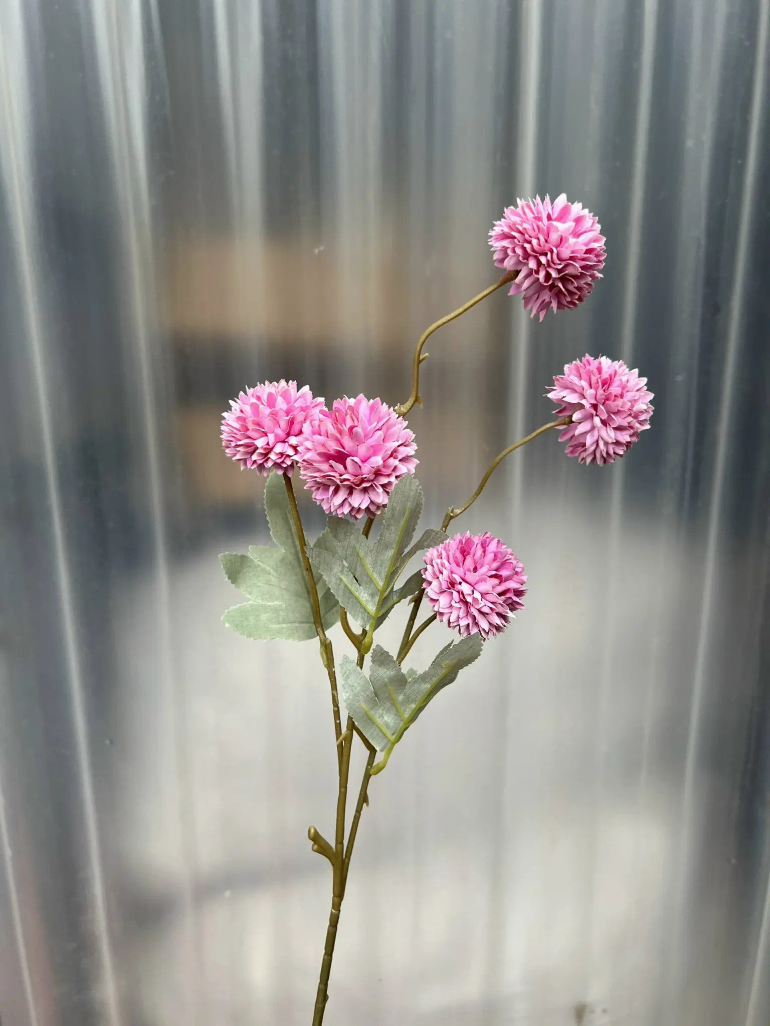 Hoa Bing Bông 5 Bông - Ảnh 7