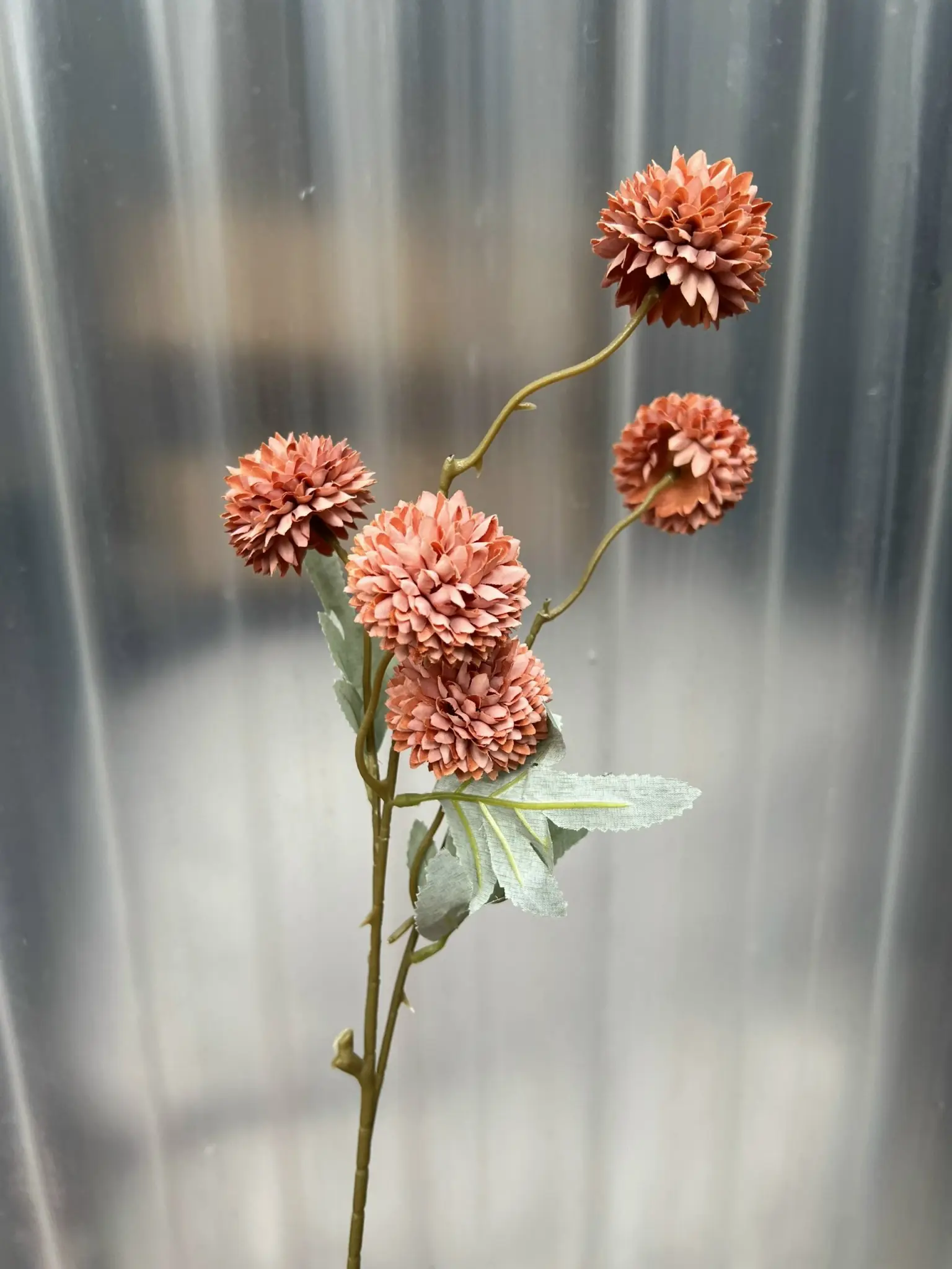 Hoa Bing Bông 5 Bông - Ảnh 8