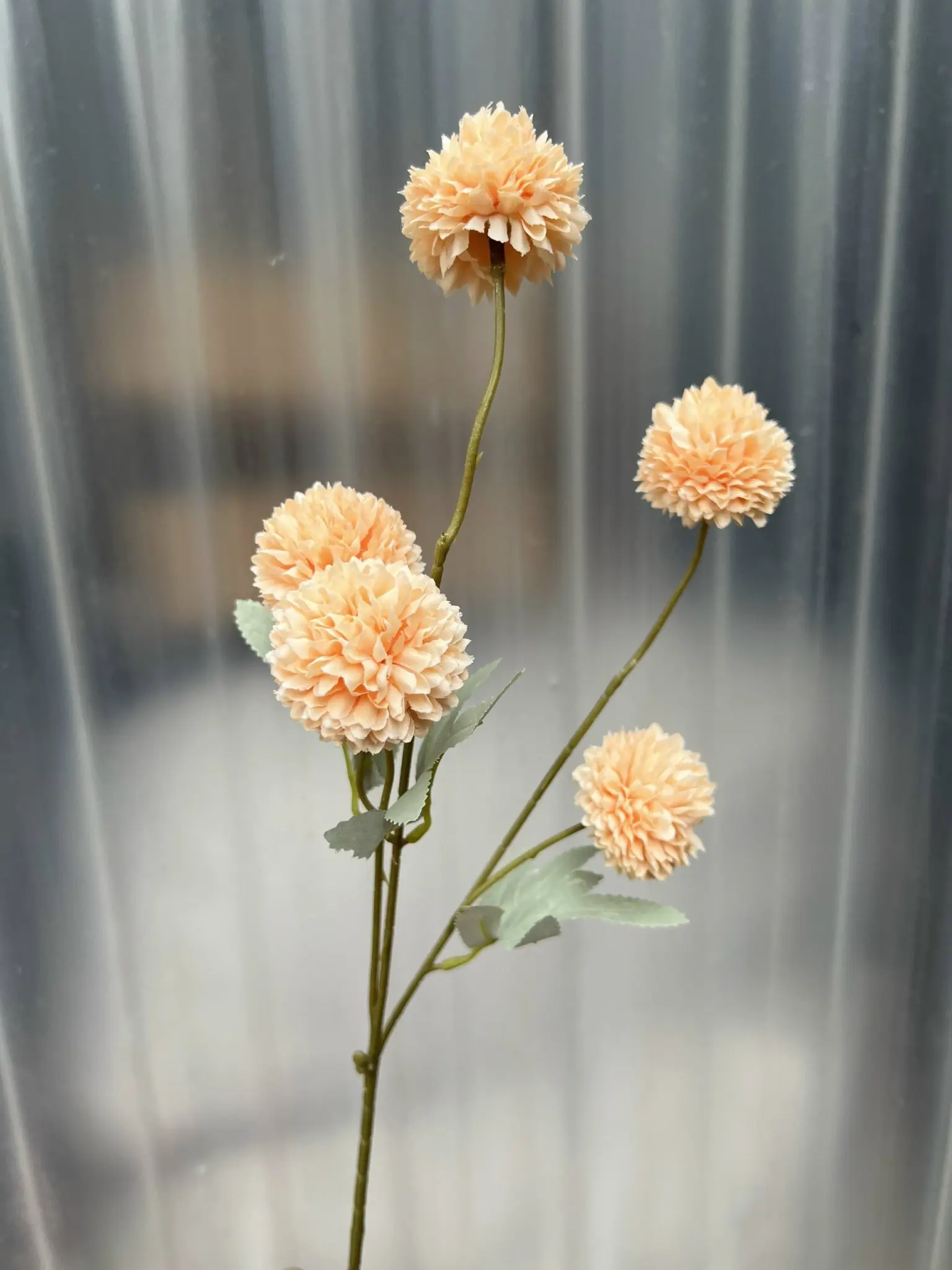 Hoa Bing Bông 5 Bông - Ảnh 10