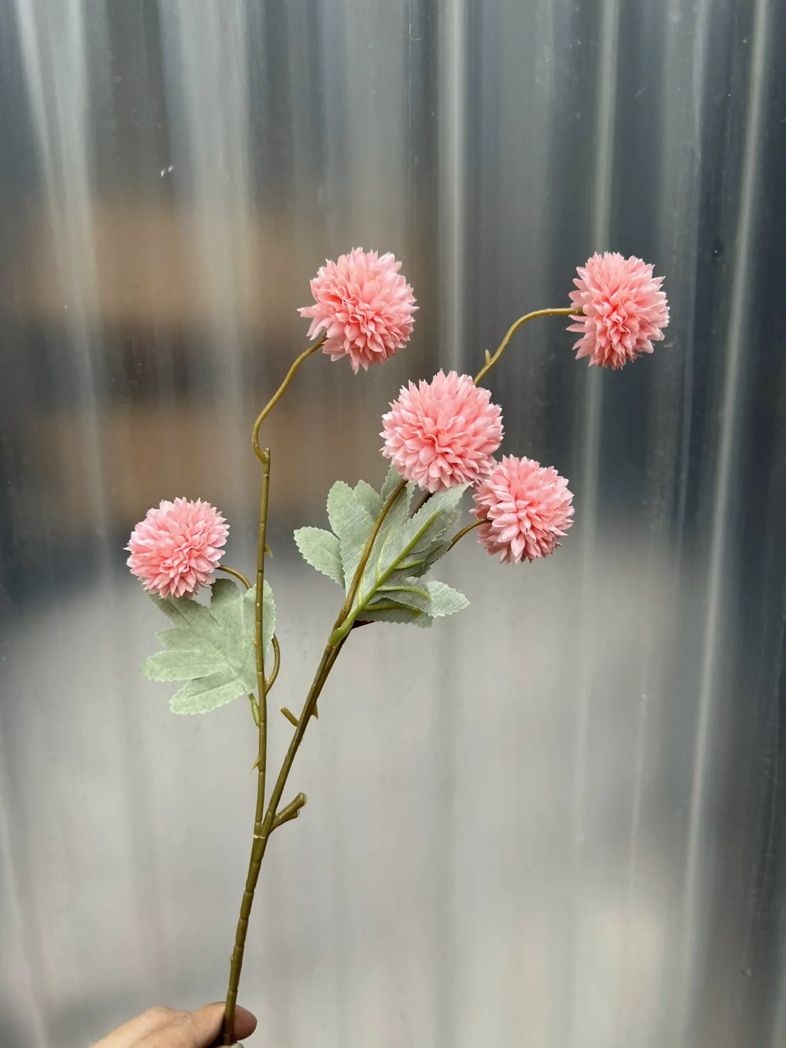 Hoa Bing Bông 5 Bông - Ảnh 11