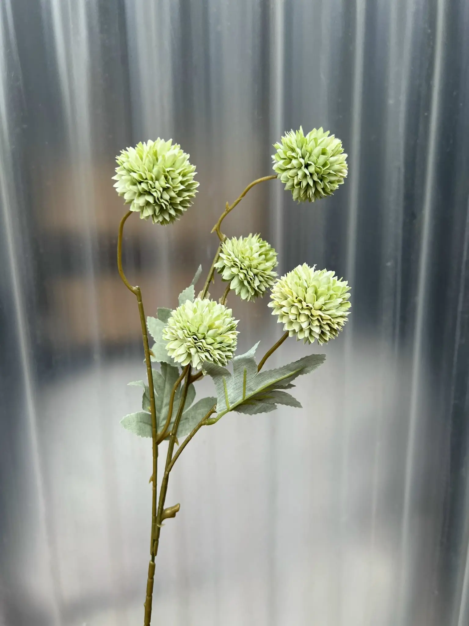 Hoa Bing Bông 5 Bông - Ảnh 12