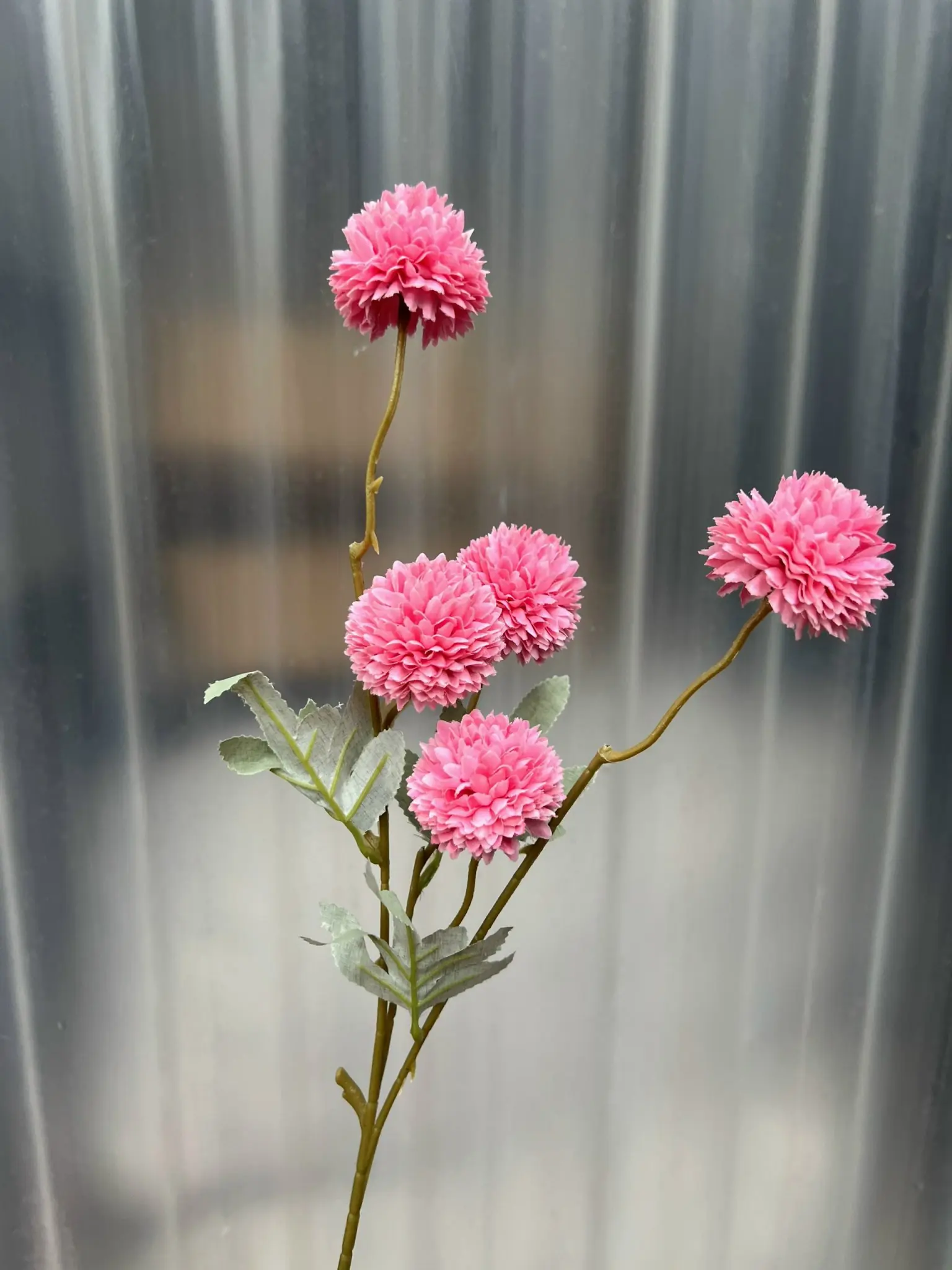 Hoa Bing Bông 5 Bông - Ảnh 14