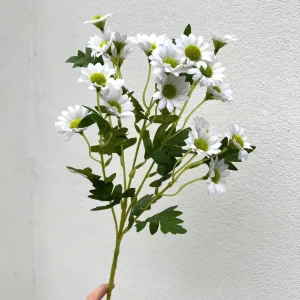 Hoa Cành Cúc Mi Cao